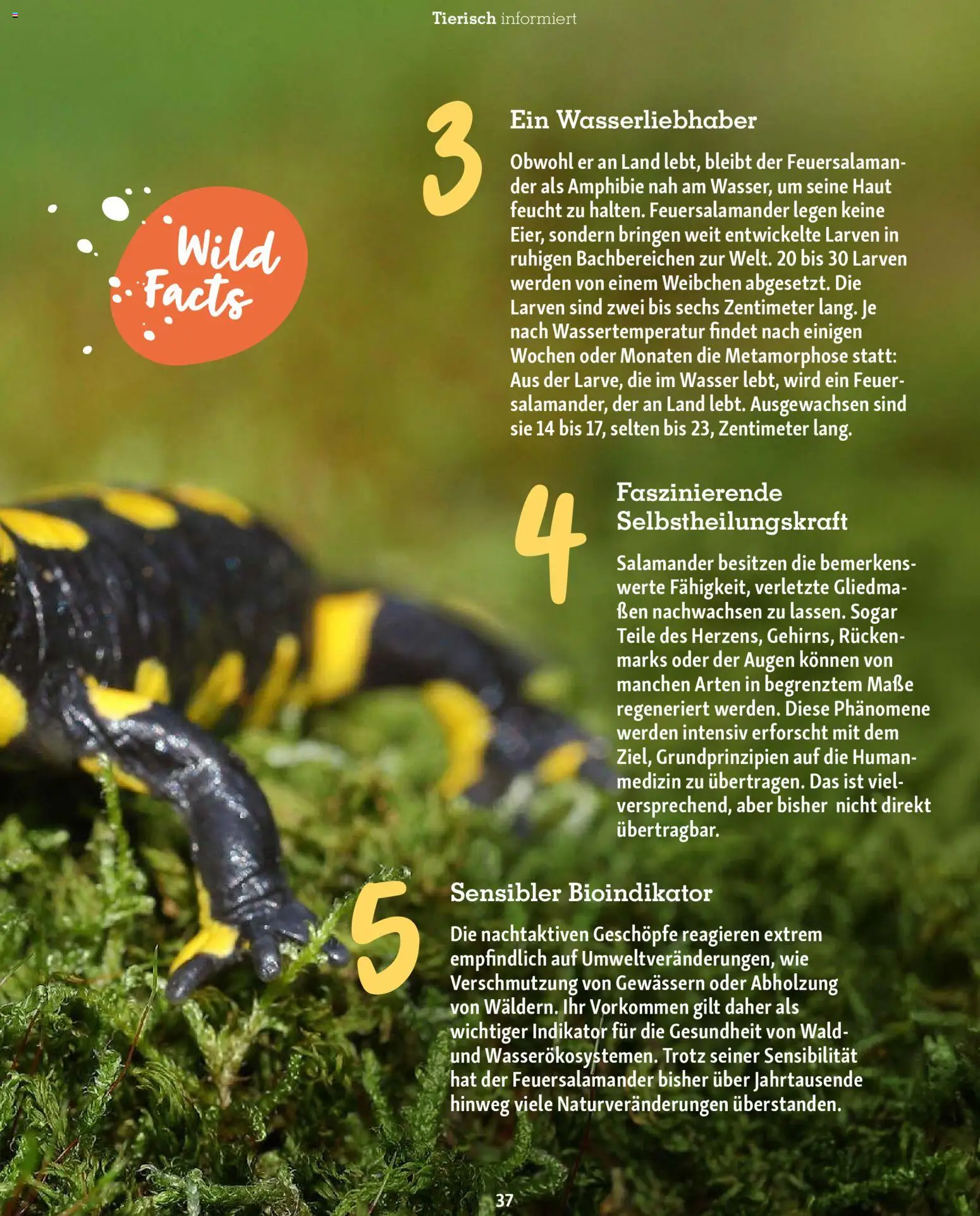 Fressnapf Friends Magazin – gültig ab 02.03.2026 | Seite: 37 | Produkte: Wasser