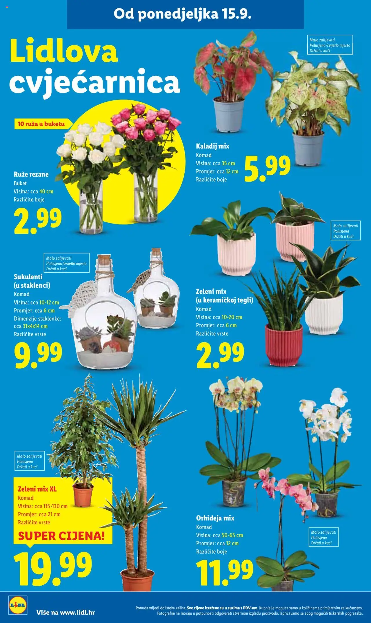 Lidl katalog | vrijedi od 18.09.2025 | Stranica: 42 | Proizvodi: Orhideja, Staklenke
