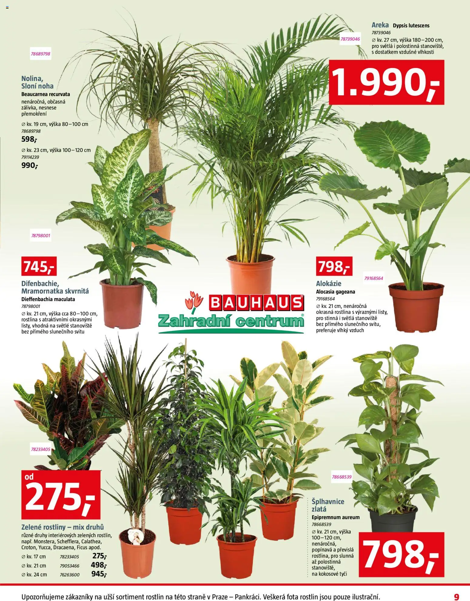 Bauhaus leták od 09.01.2026 | Strana: 9 | Produkty: Rostliny