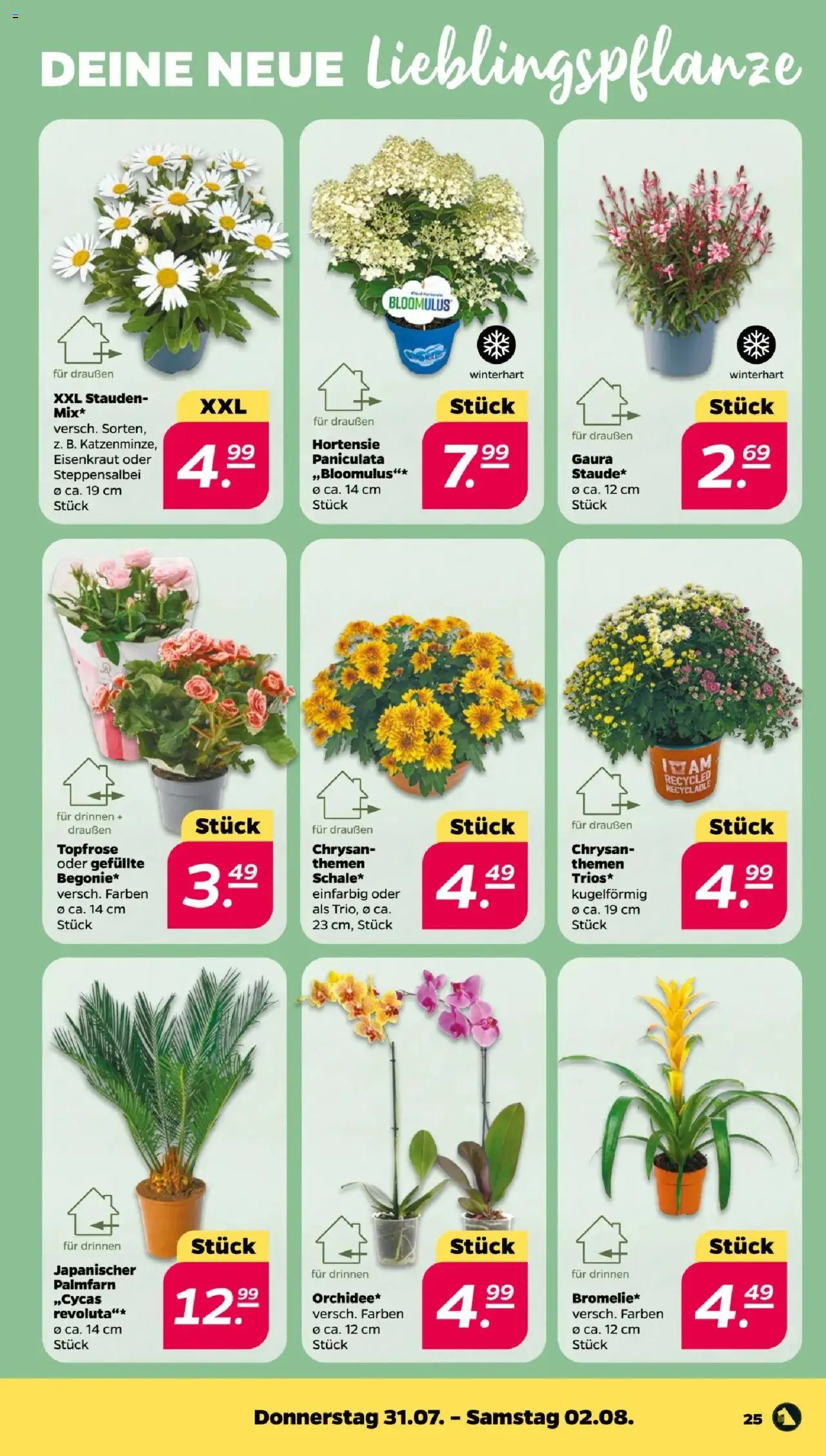 Netto Prospekt 	 - gültig ab dem 28.07.2025 | Seite: 27 | Produkte: Hortensie