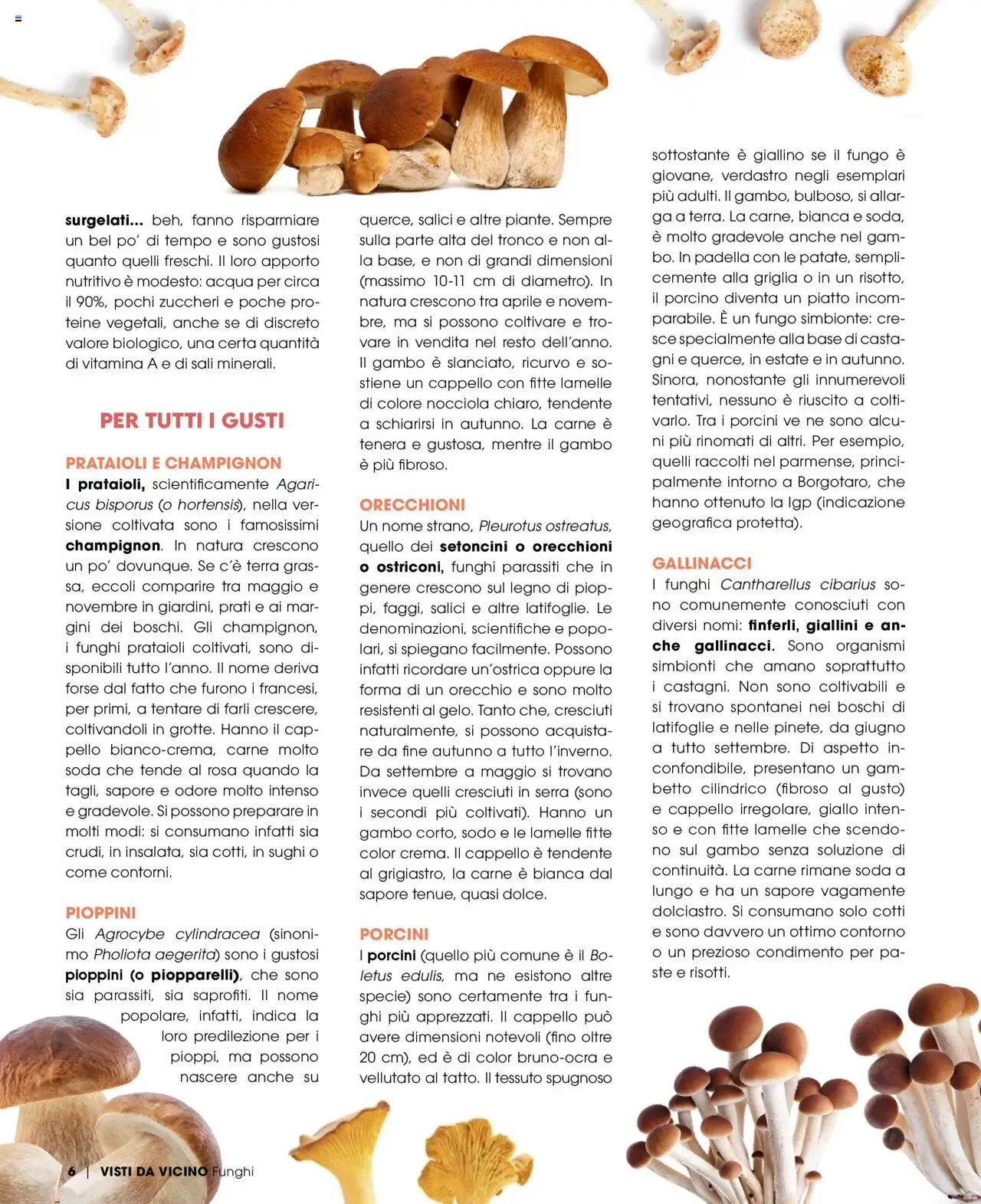 Volantino Elite Supermercati del 01.09.2025 | Pagina: 6 | Prodotti: Funghi, Piatto, Griglia, Terra