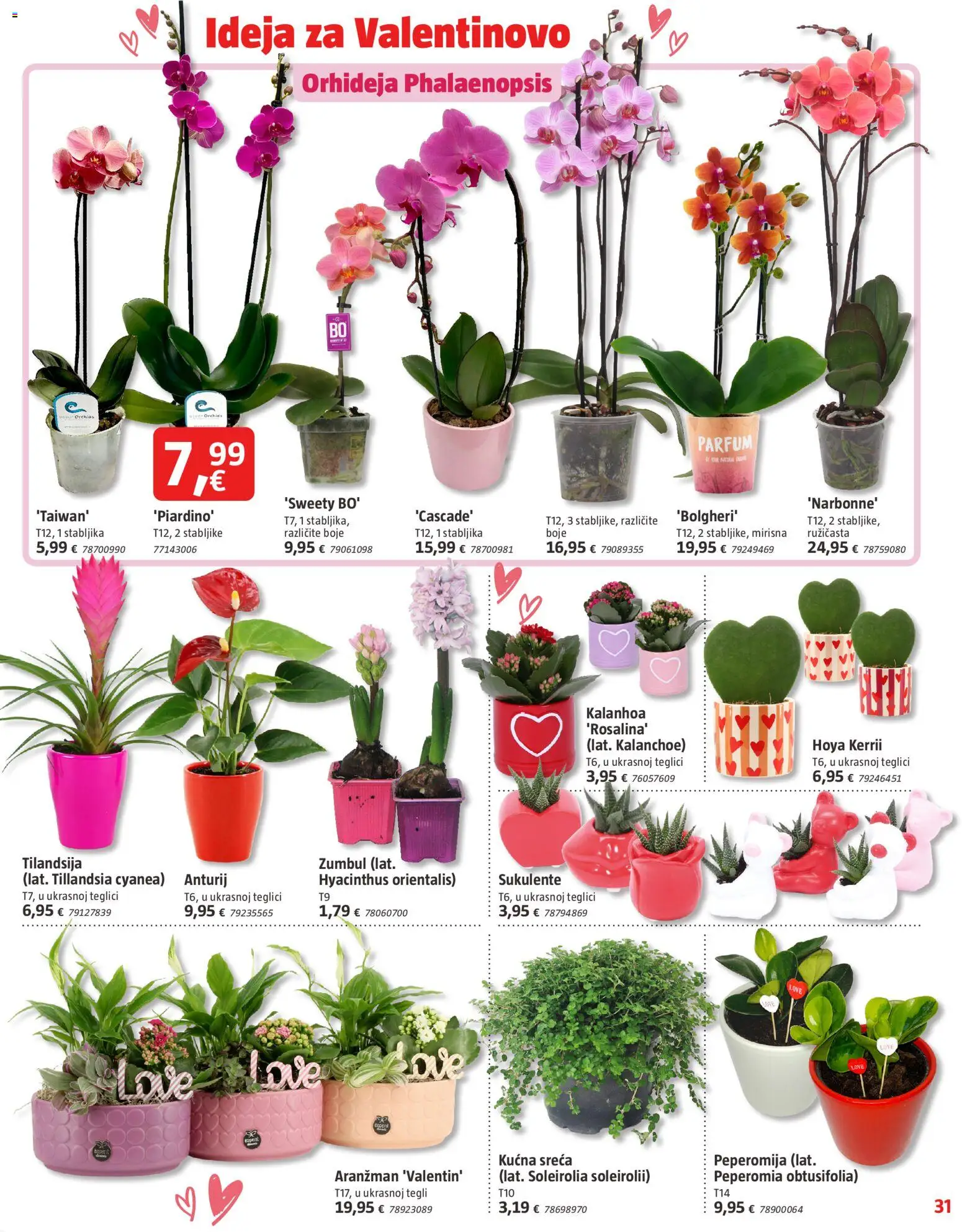 Bauhaus katalog | vrijedi od 29.01.2026 | Stranica: 31 | Proizvodi: Orhideja