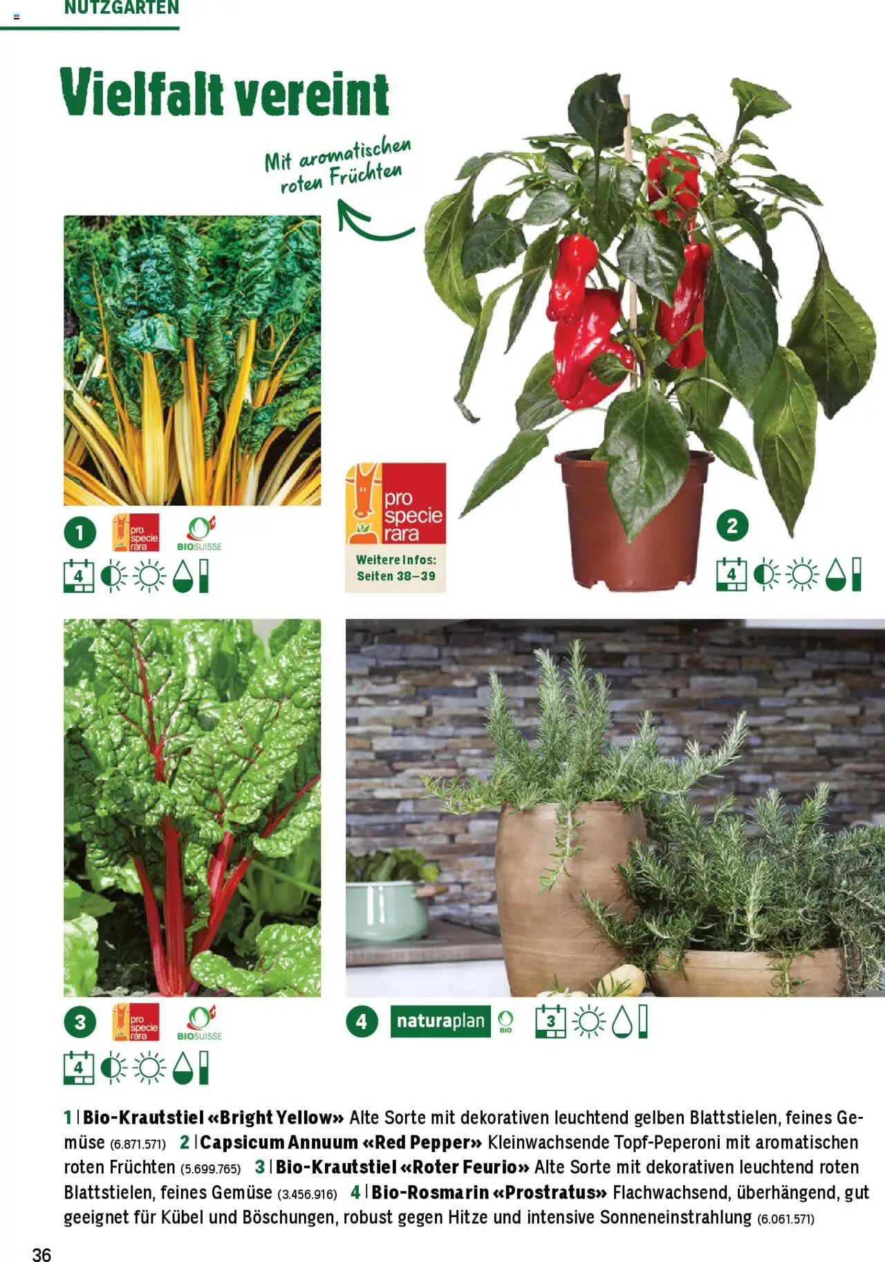 Jumbo Aktionen Dein Garten 2025 ab 21.02.2025 | Seite: 36 | Produkte: Gemüse