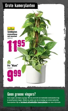 Hornbach - Folder - Voorbeeld van een folder van Hornbach, geldig van 05.01.2026 | Pagina: 80 | Producten: Pot, Kamerplanten