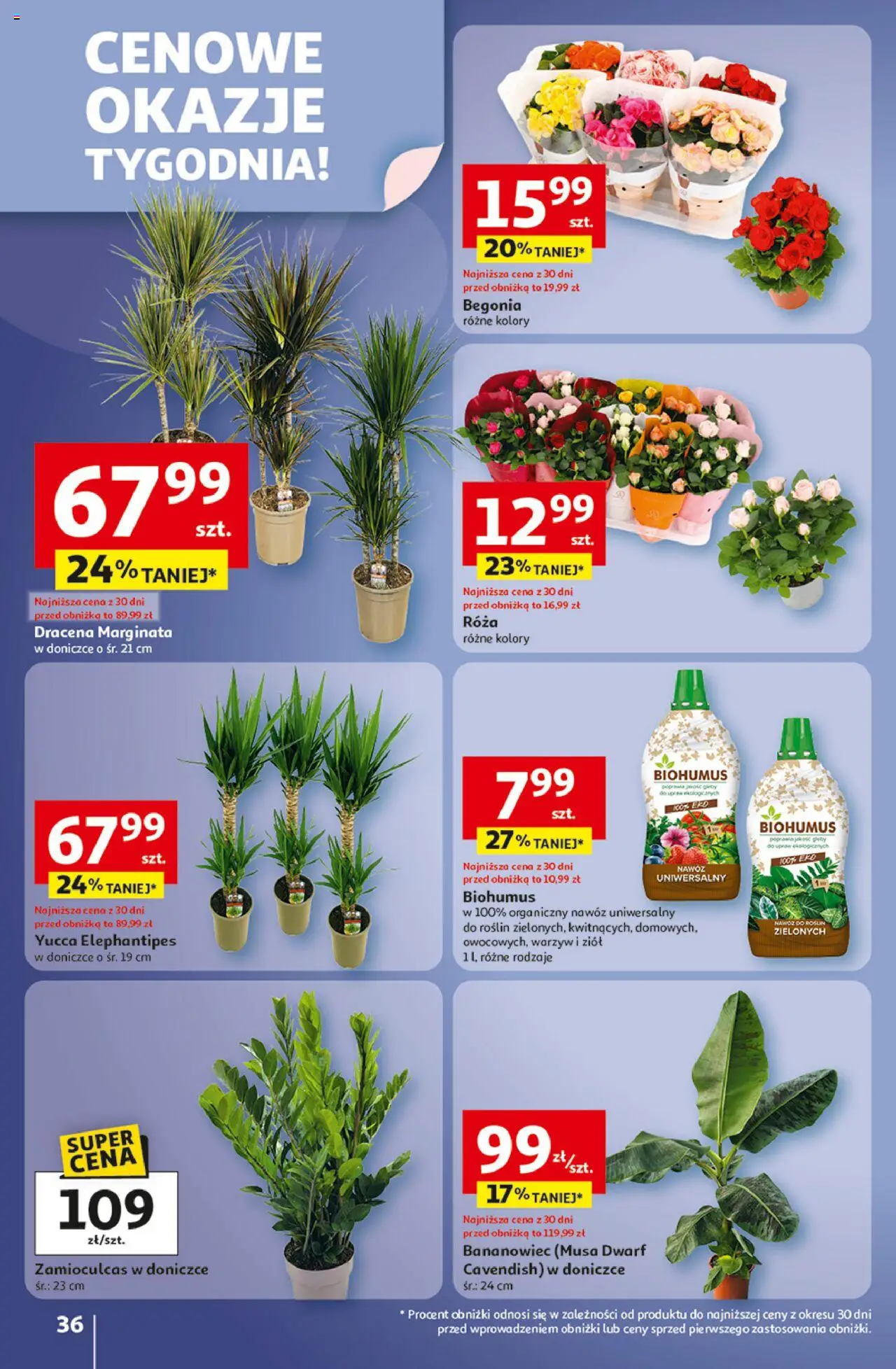 Auchan Gazetka - Wielkie przeboje cenowe Hipermarket od 02.10.2025 | Strona: 36 | Produkty: Zamioculcas, Róża w doniczce