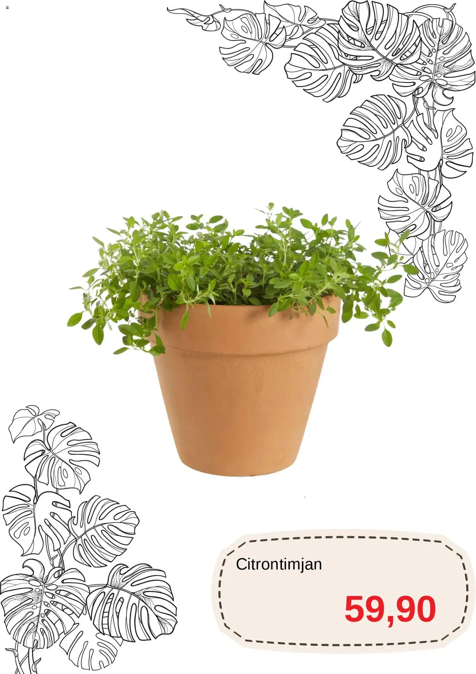 Blomsterlandet reklamblad aktuell från 20.04.2026 | Sida: 9