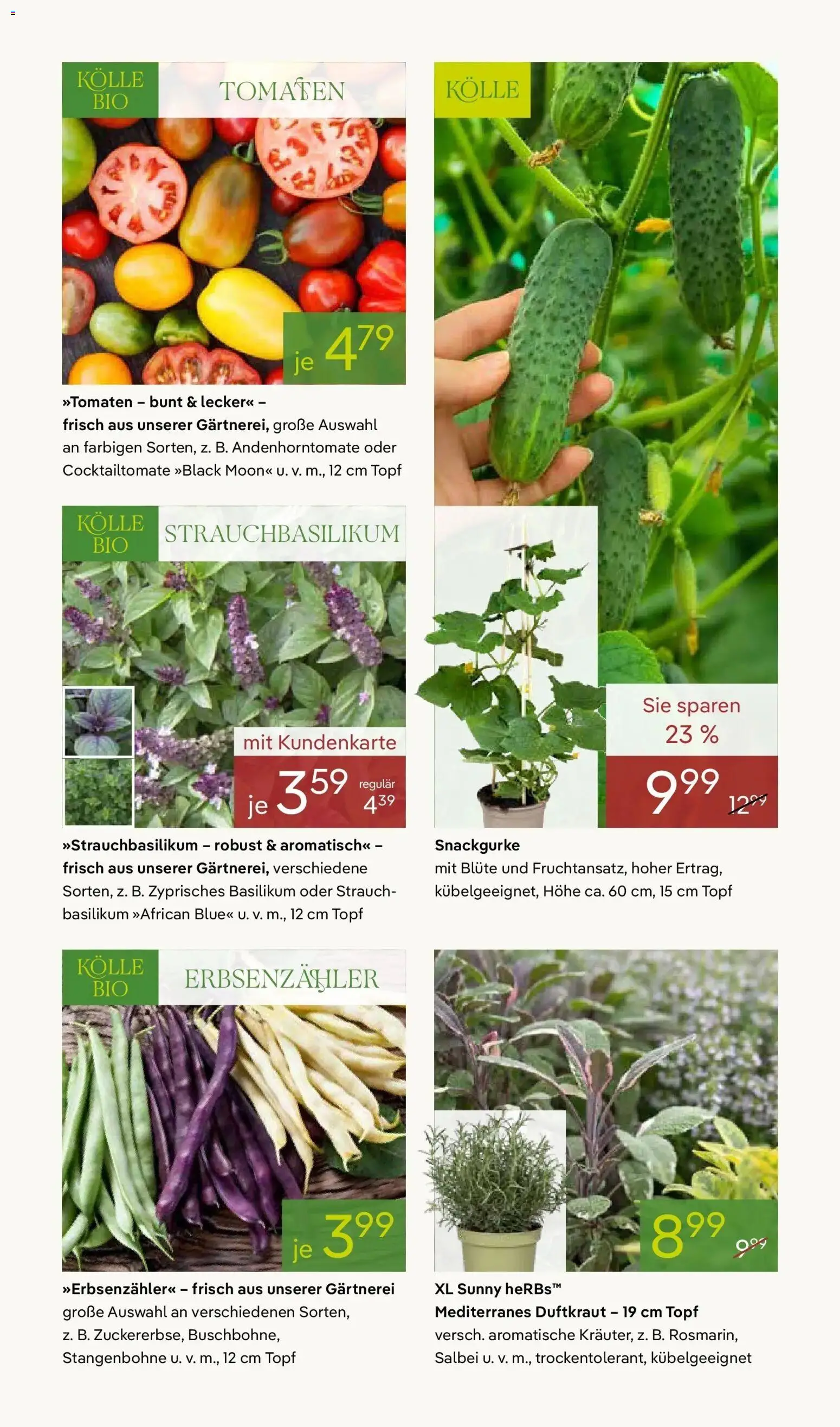 Pflanzen-Kölle Blütenzauber für Zuhause Teltow – gültig ab 20.04.2026 | Seite: 9 | Produkte: Tomaten