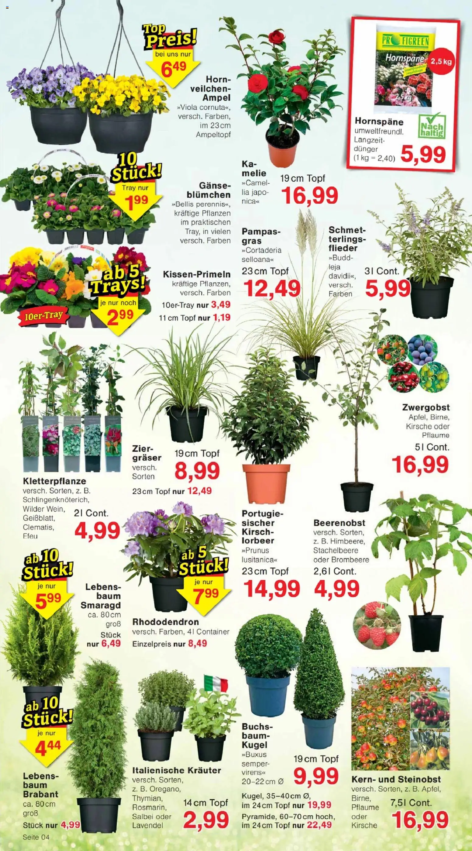 Jawoll Prospekt – gültig ab 09.03.2026 | Seite: 4 | Produkte: Lavendel