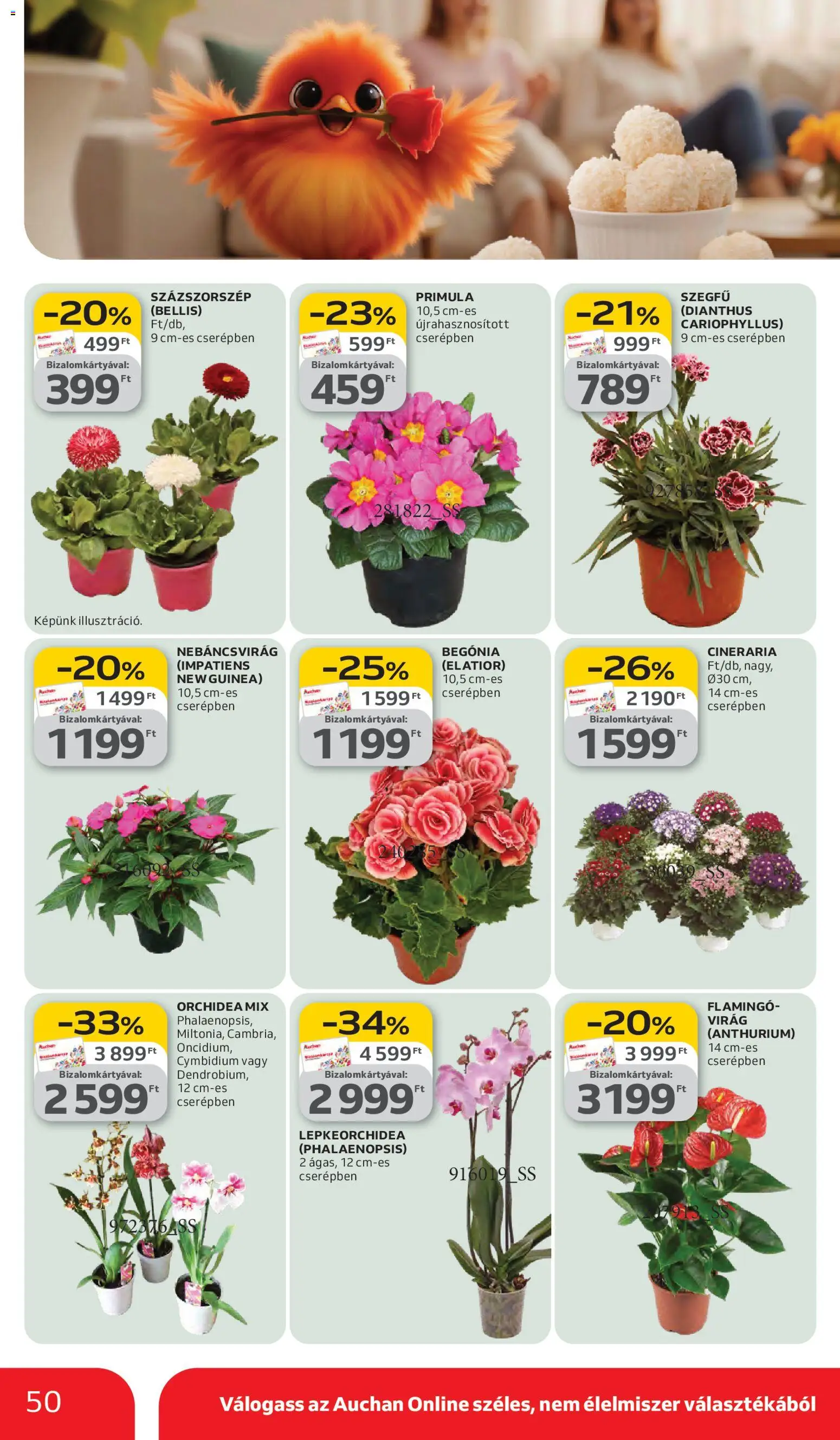 Auchan akciós ujság - amely érvényes a következő dátumtól: 05.03.2026 | Oldal: 50 | Termékek: Orchidea, Virag