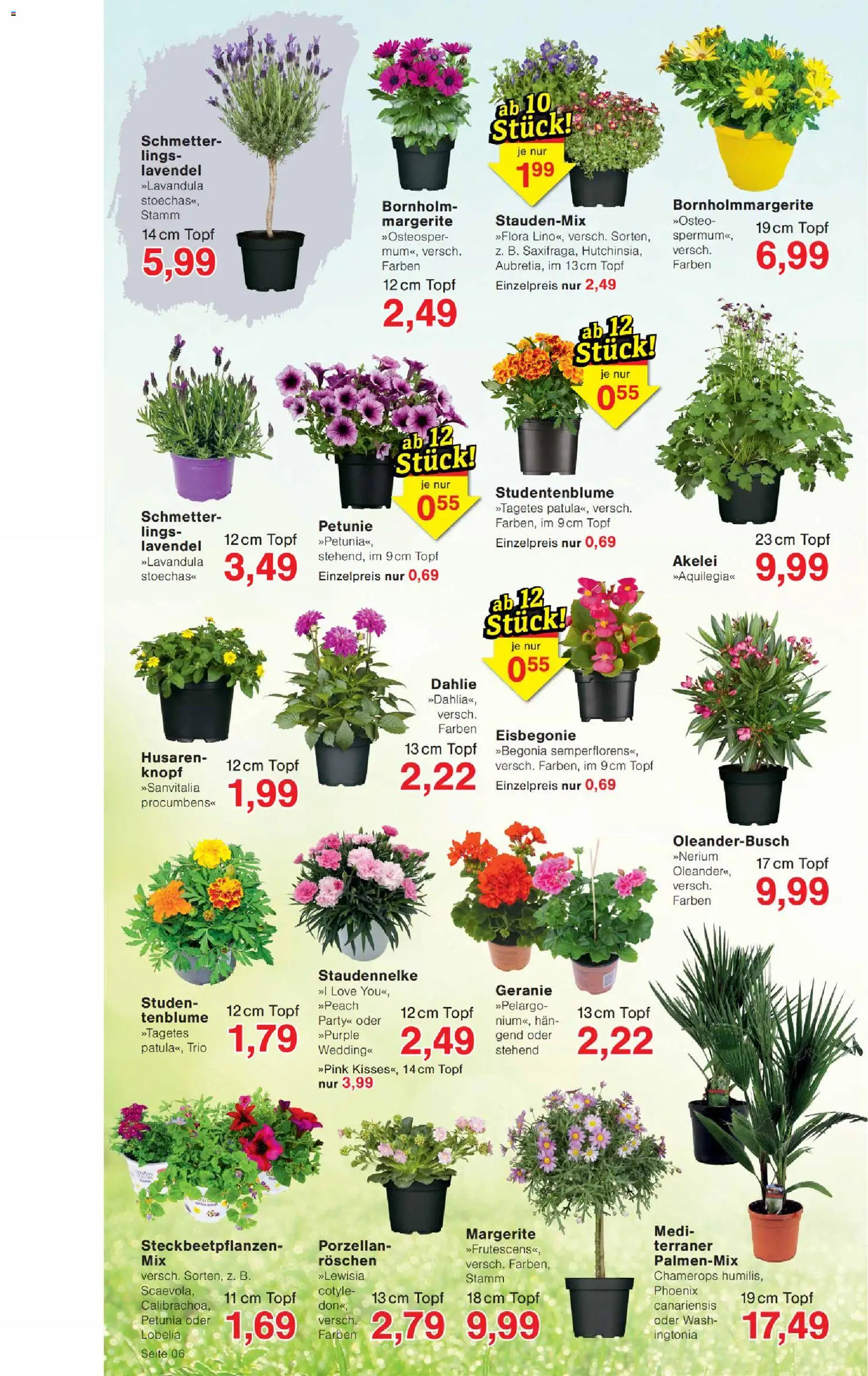 Wiglo Wunderland Prospekt – gültig ab 27.04.2026 | Seite: 6 | Produkte: Lavendel