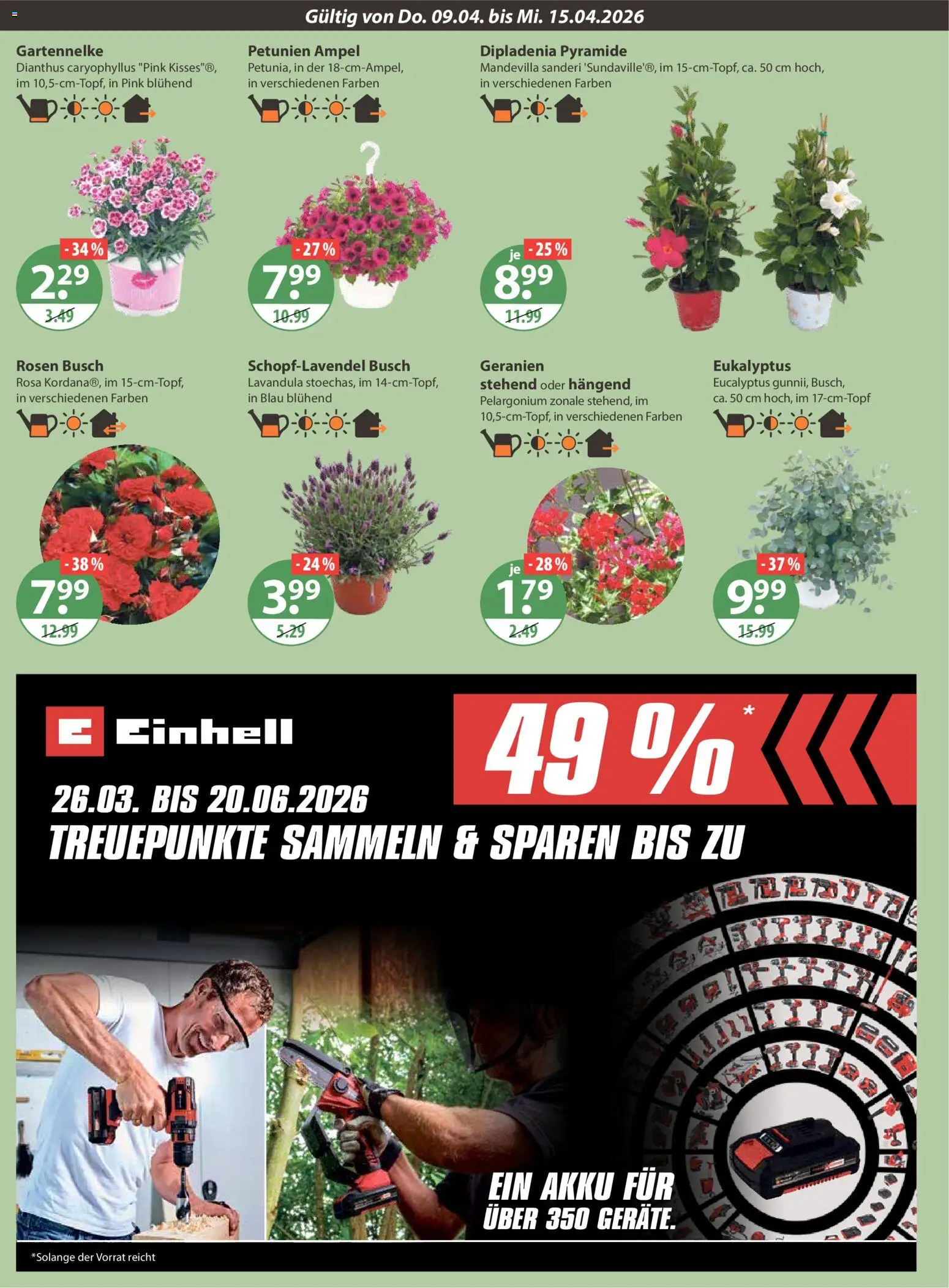 V-Markt München – gültig ab 09.04.2026 | Seite: 20 | Produkte: Geranien