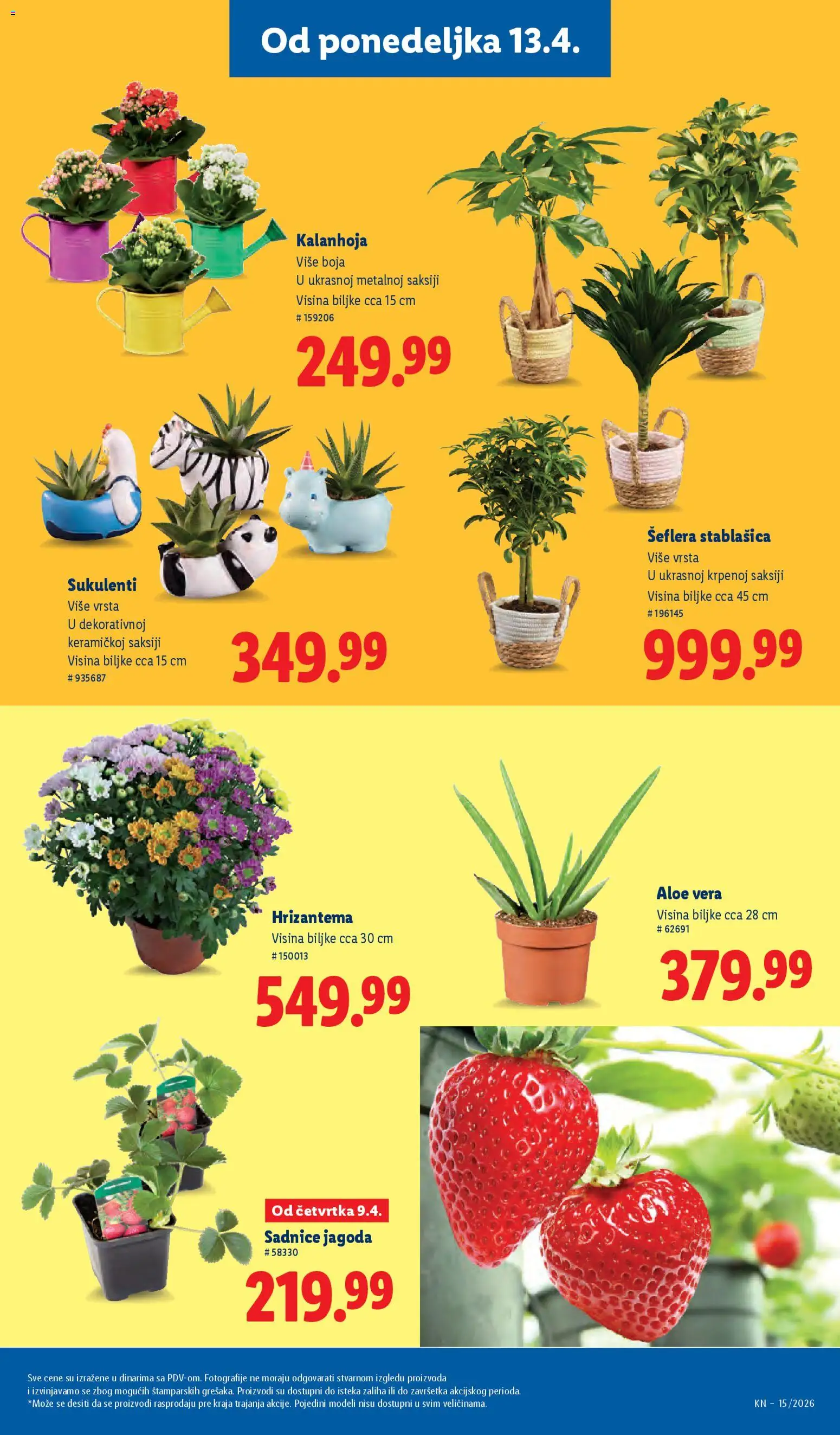 Lidl katalog - važi od 09.04.2026 | Strana: 77 | Proizvode: Kalanhoja, Jagoda, Hrizantema
