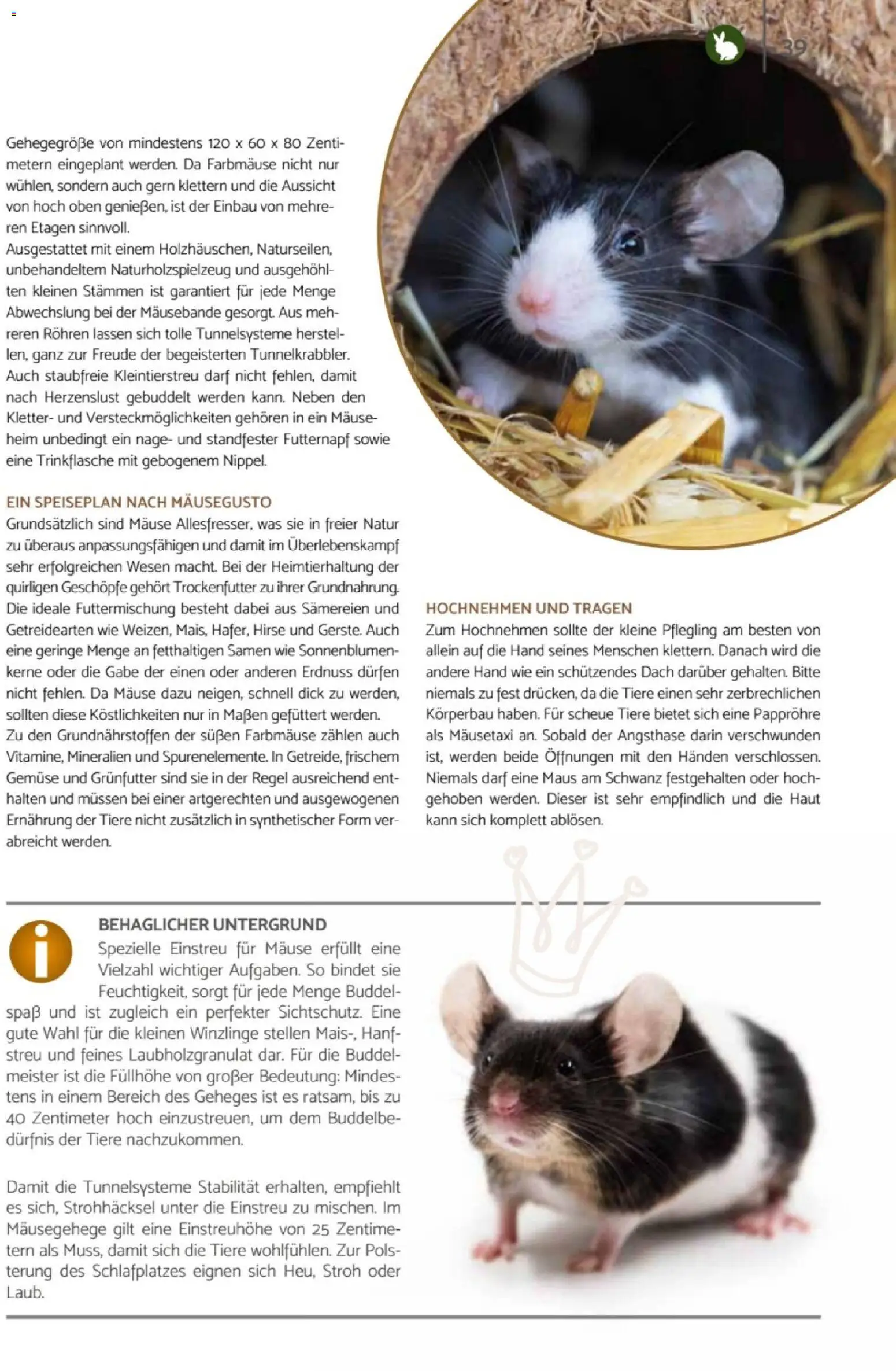 zookauf Heimtier Journal – gültig ab 01.04.2026 | Seite: 39 | Produkte: Gemüse, Maus