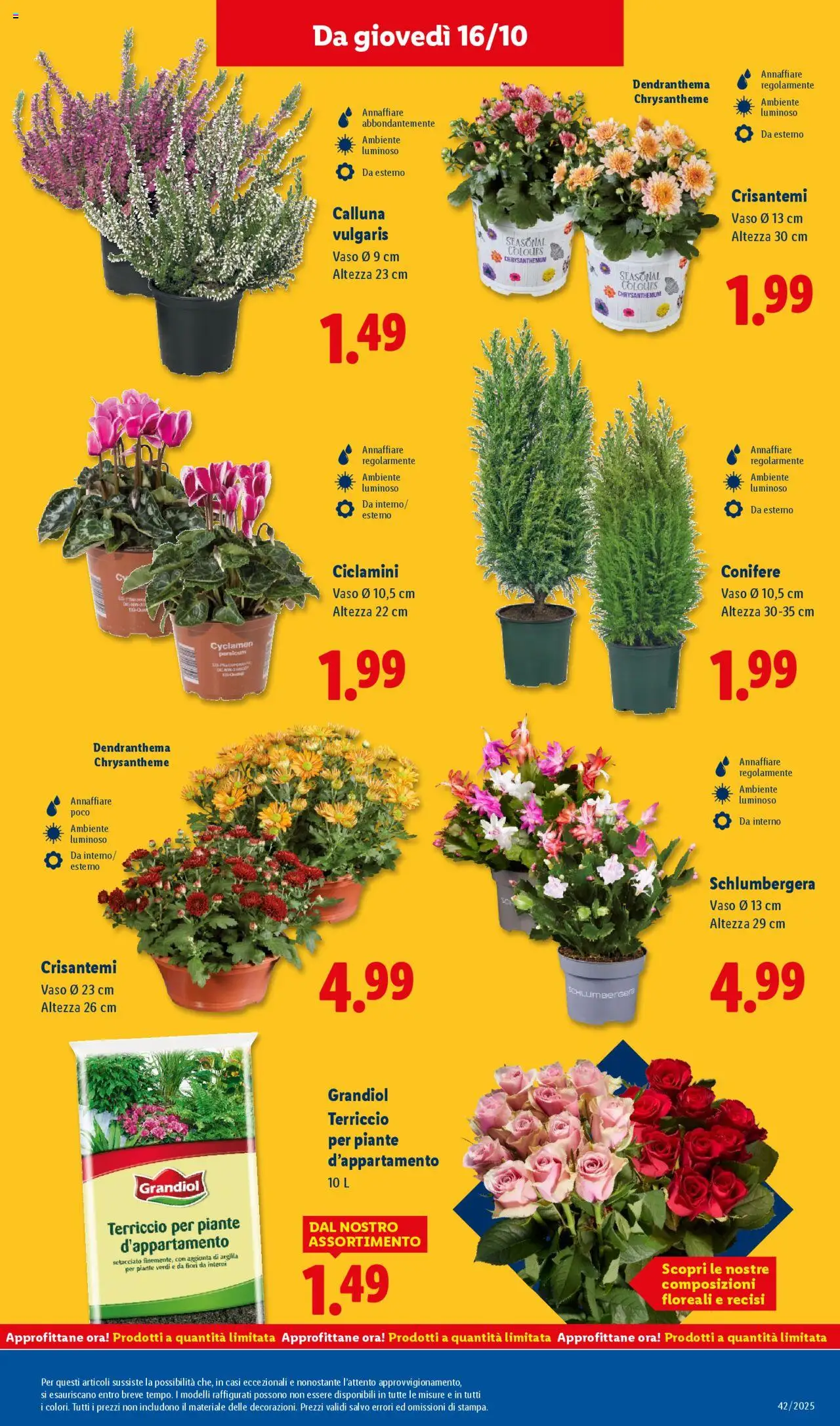 Volantino Lidl del 13.10.2025 | Pagina: 45 | Prodotti: Crisantemi, Terriccio, Vaso
