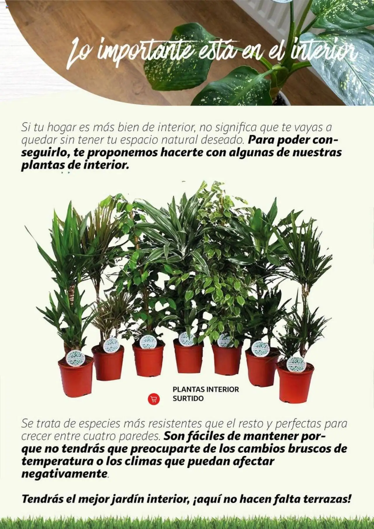 Alcampo - Jardín │ válido desde el 11.02.2025 | Página: 18 | Productos: Té