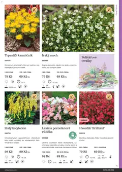 Náhled letáku Starkl katalog od 25.02.2026 | Strana: 71