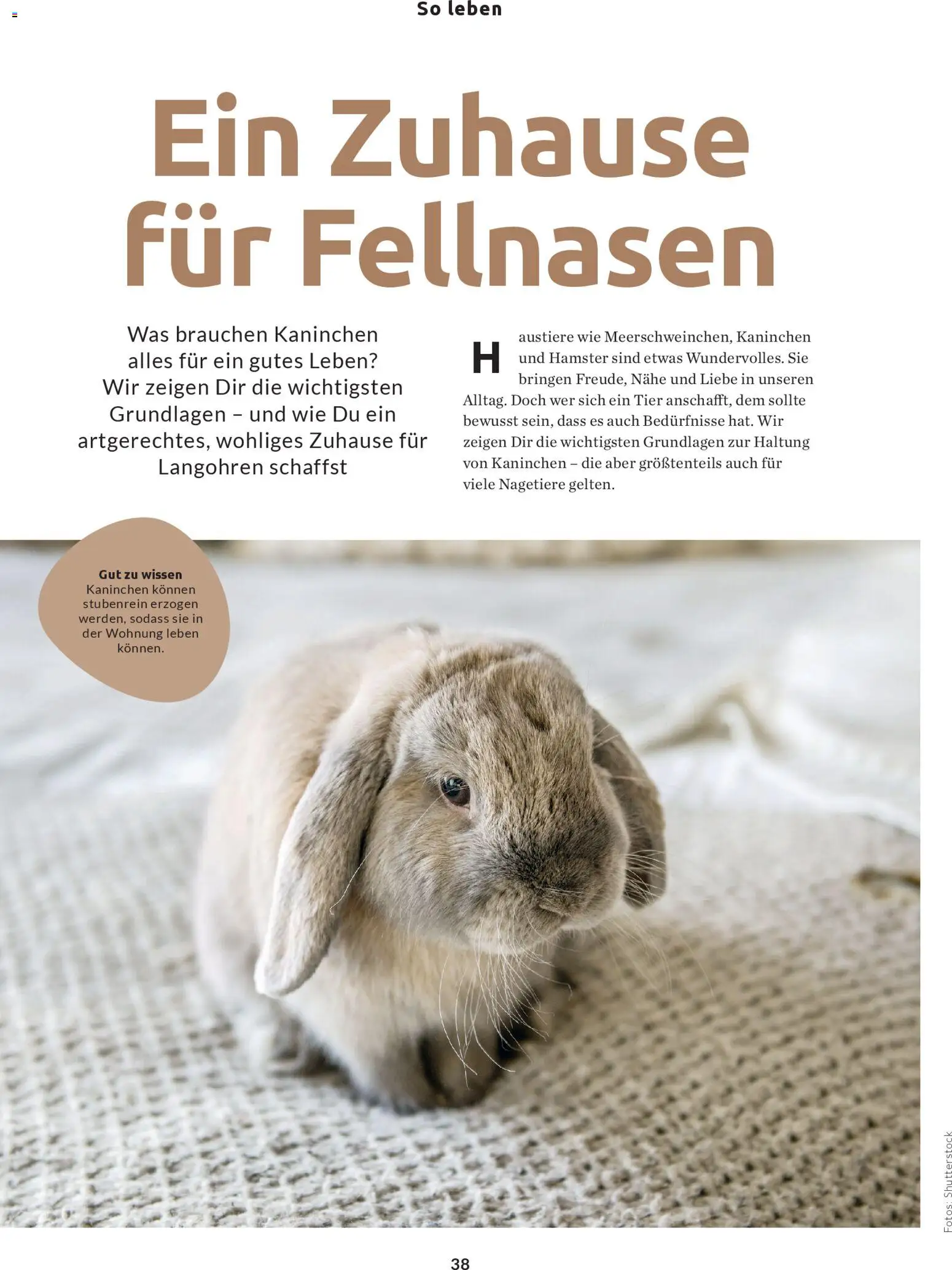 Budni Perle Magazin 02/26 – gültig ab 25.02.2026 | Seite: 38 | Produkte: Kaninchen