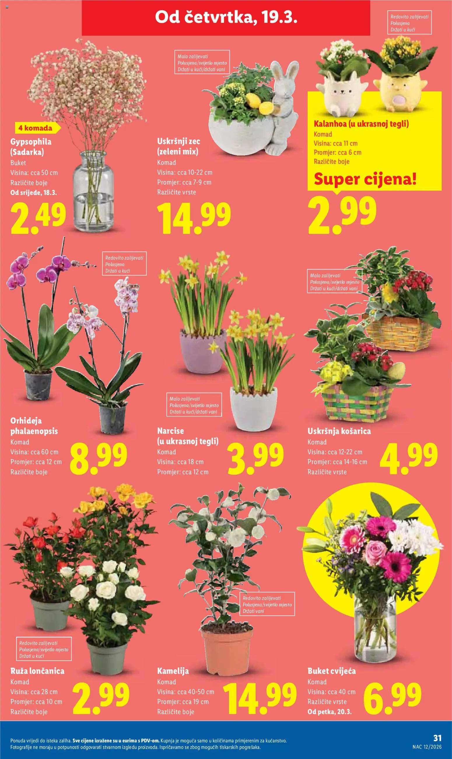 Lidl katalog | vrijedi od 16.03.2026 | Stranica: 31 | Proizvodi: Orhideja
