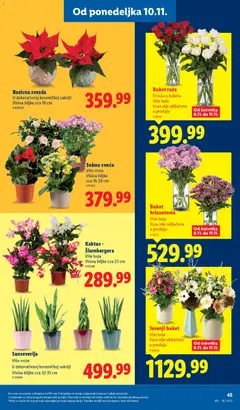 Lidl katalog - pregled Lidl kataloga - važi od 06.11.2025 | Strana: 43 | Proizvode: Vaza, Hrizantema, Cvece