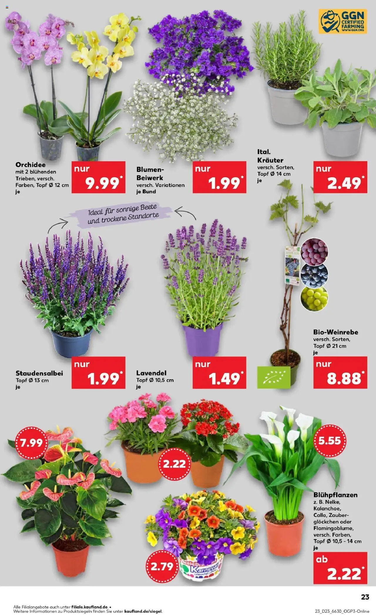 Kaufland prospekt Gummersbach	 - gültig ab dem 09.06.2025 | Seite: 36 | Produkte: Orchidee, Blumen, Lavendel