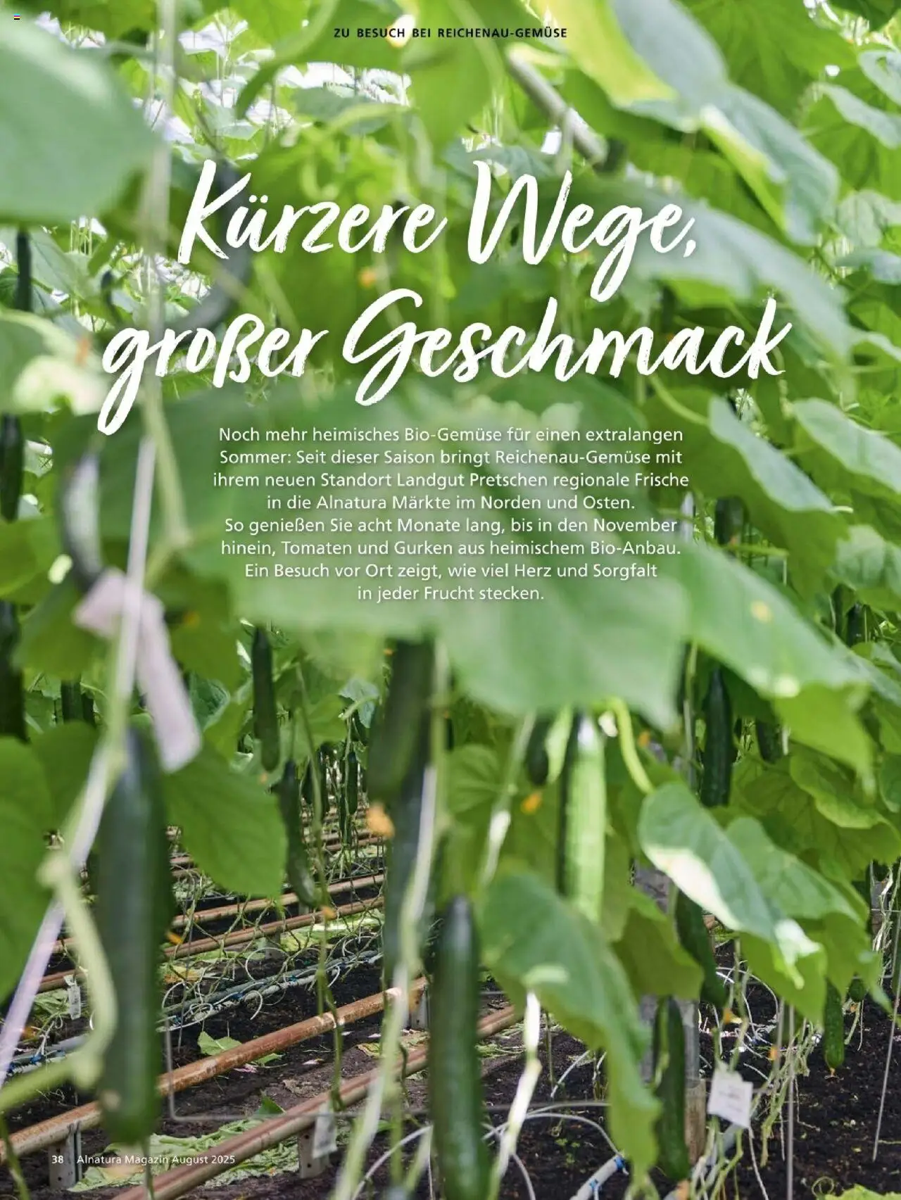 Alnatura Prospekt - gültig ab dem 01.08.2025 | Seite: 38 | Produkte: Tomaten, Gurken