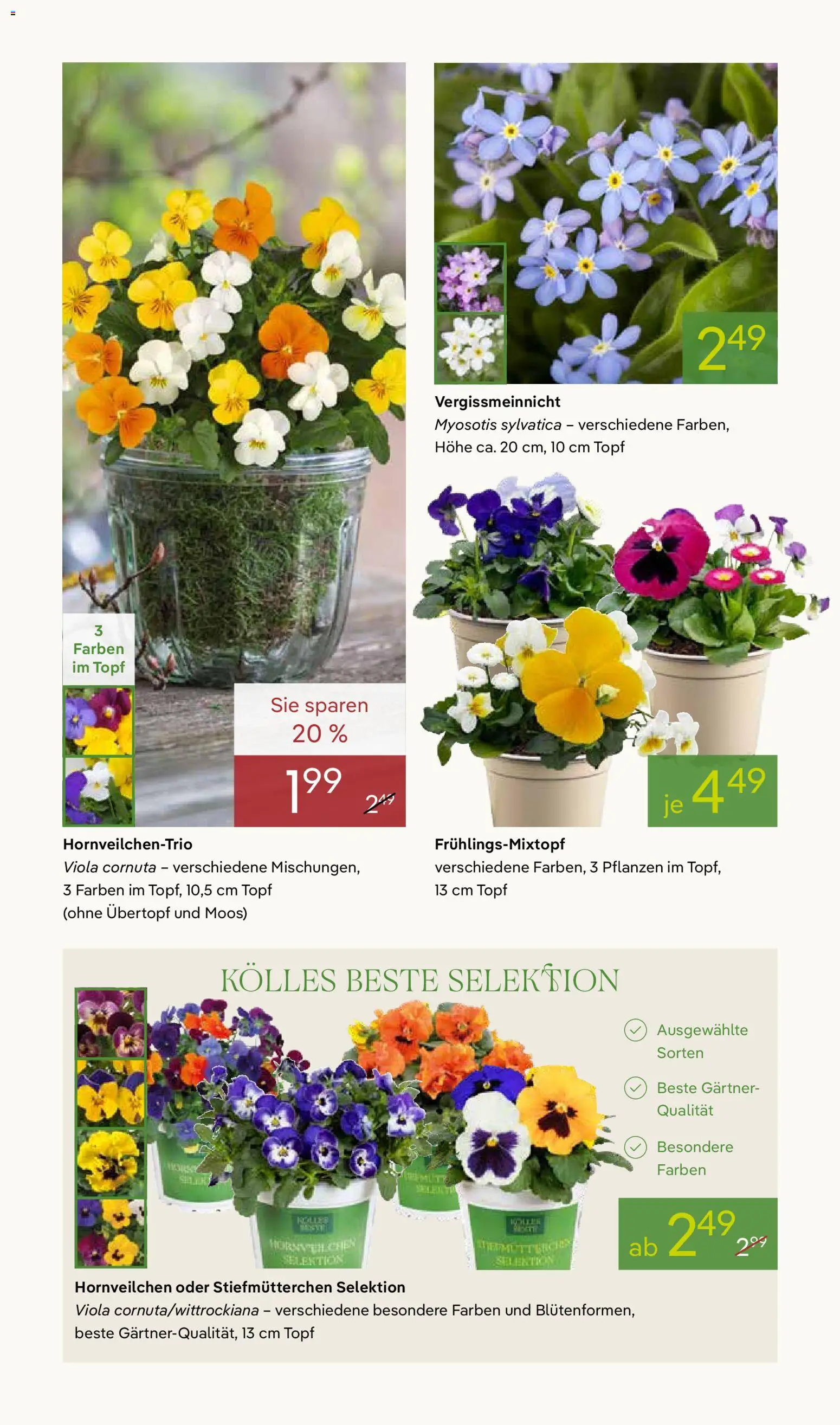 Pflanzen-Kölle Prospekt 	 – gültig ab 16.03.2026 | Seite: 2 | Produkte: Stiefmutterchen