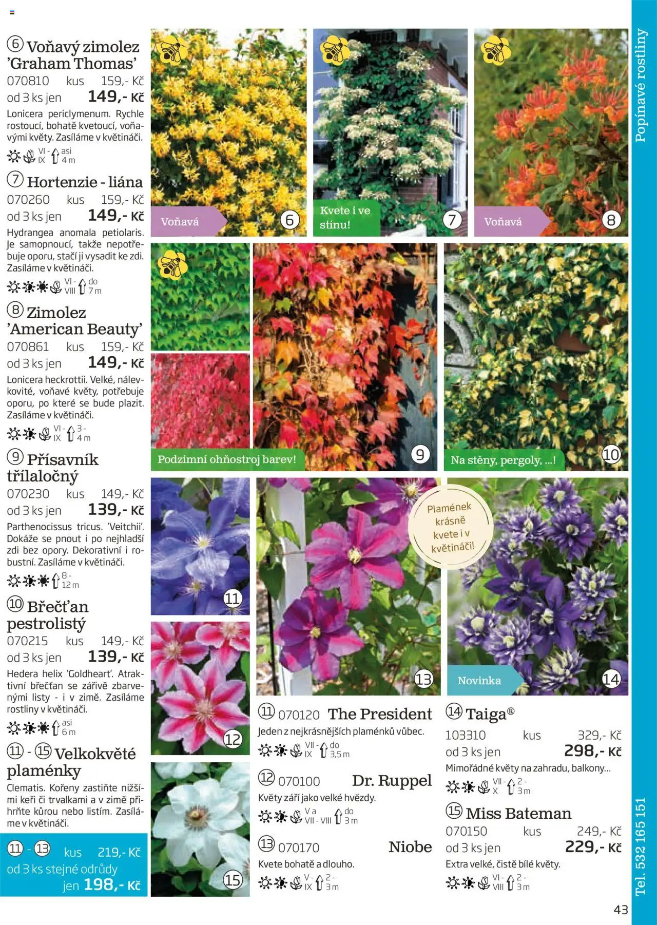 Starkl katalog podzim 2025 od 01.08.2025 | Strana: 43 | Produkty: Ohňostroj, Rostliny