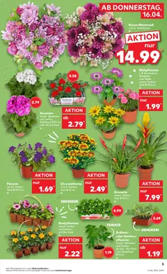 Kaufland Prospekt Köln	 ab 16.04.2026 gültig | Seite: 5 | Produkte: Kohlrabi, Geranien, Gemüse