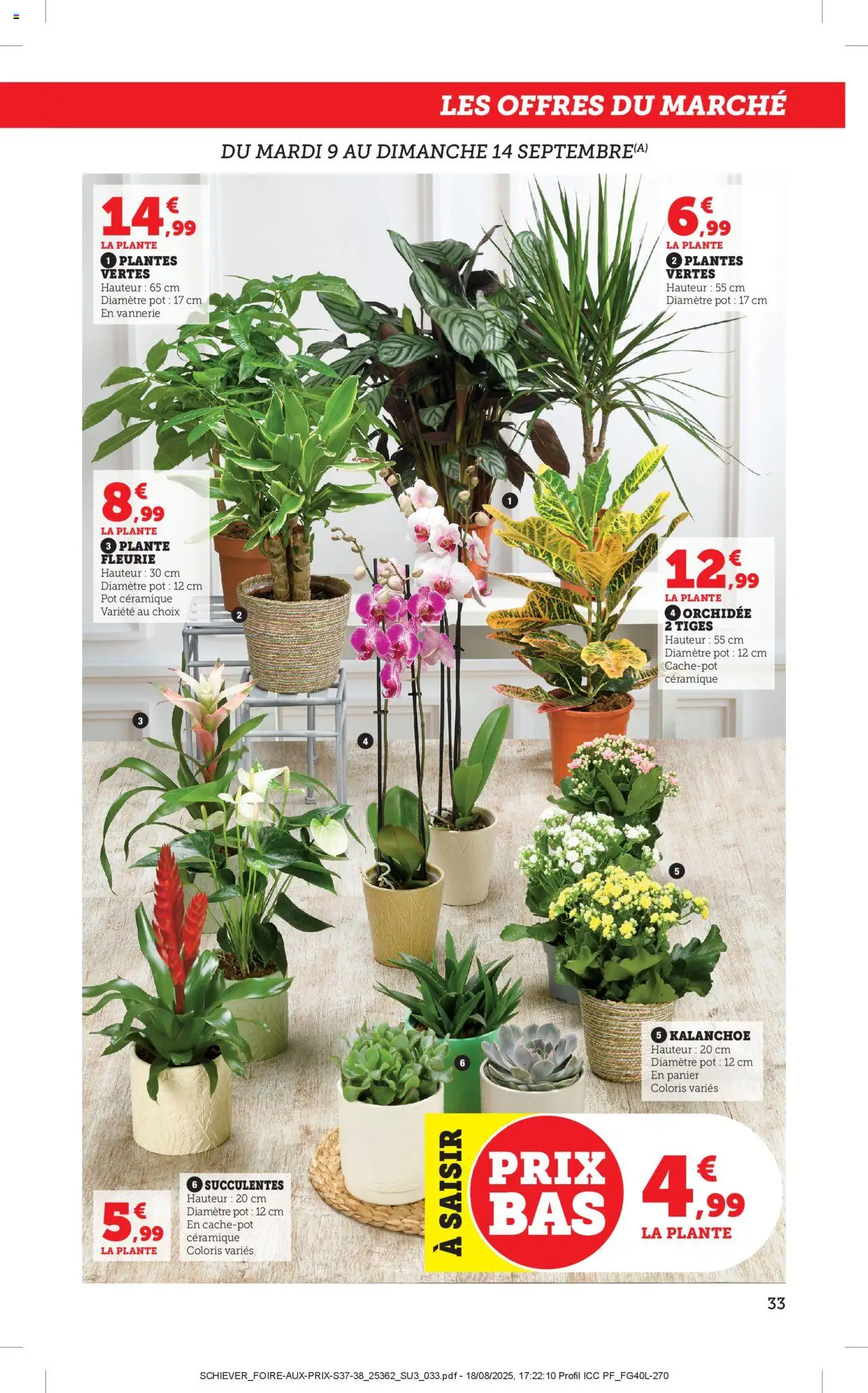  | Page: 33 | Produits: Plantes, Orchidée, Panier