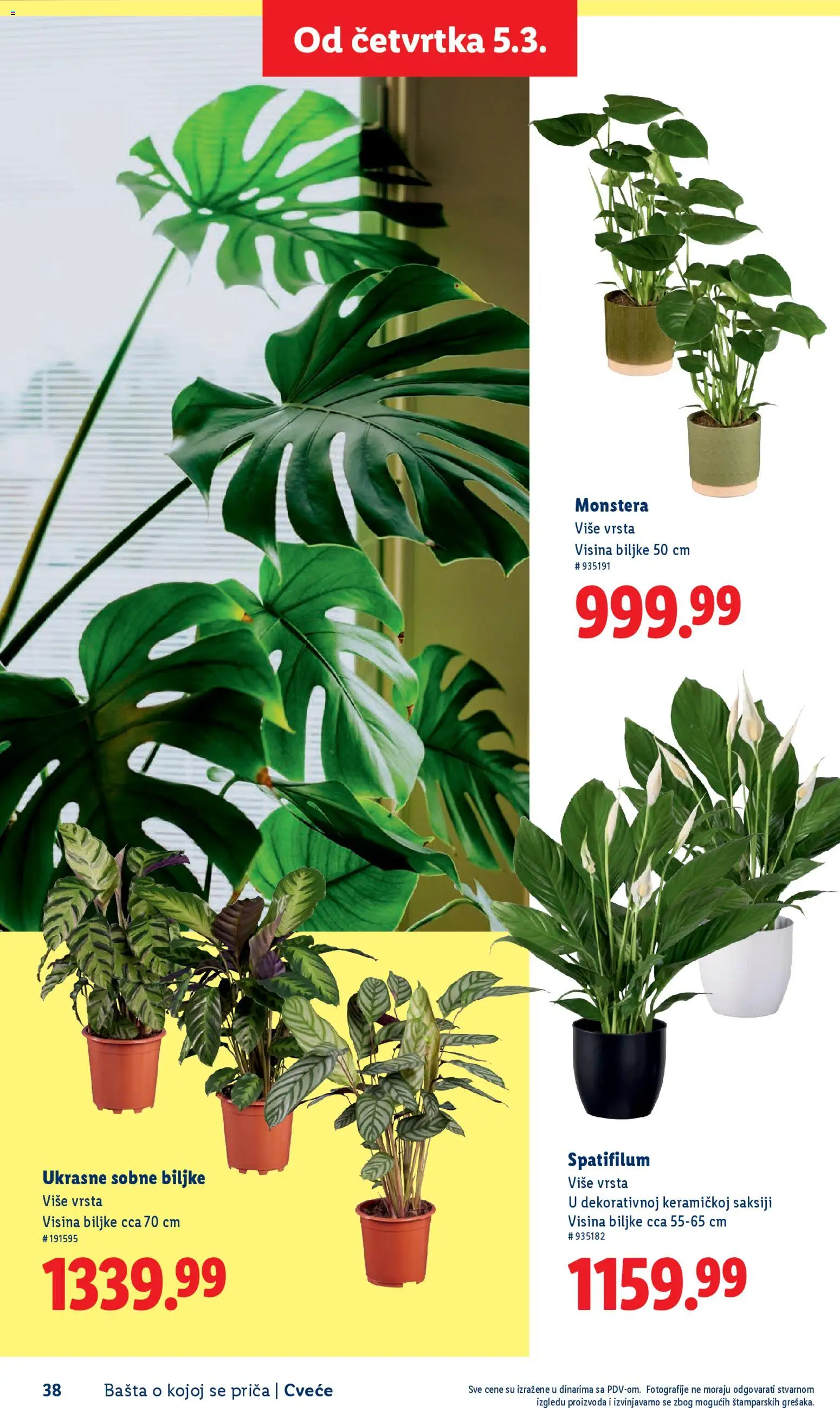 Lidl katalog - važi od 26.02.2026 | Strana: 38 | Proizvode: Sobne biljke, Cvece