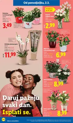 Orhideja phalaenopsis, Komad, visina: cca 60-70 cm, promjer: cca 12-18 cm, različite vrste i boje - Pregled kataloga iz trgovine Lidl, vrijedi od 02.03.2026 | Stranica: 48