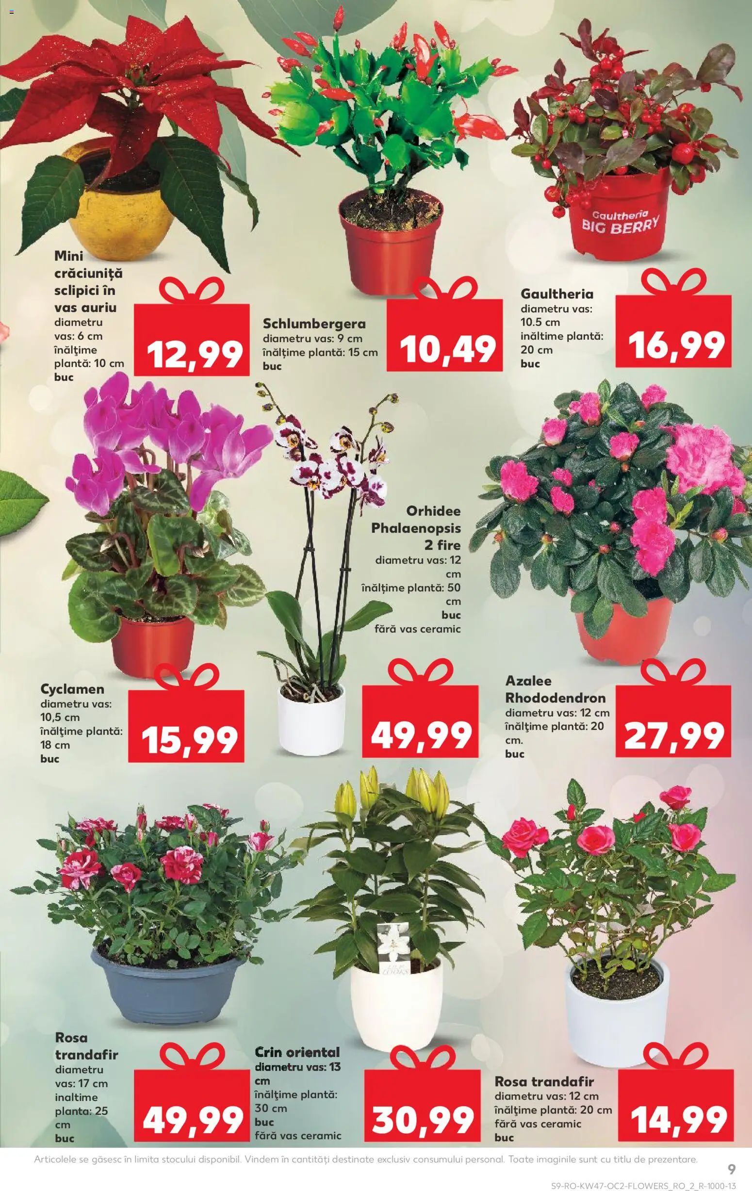 Kaufland RO akciós ujság - amely érvényes a következő dátumtól: 19.11.2025 | Oldal: 9 | Termékek: Rhododendron