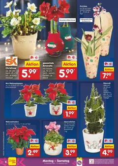 Netto Marken-Discount Prospekt 	 ab 08.12.2025 gültig | Seite: 6 | Produkte: Orchidee