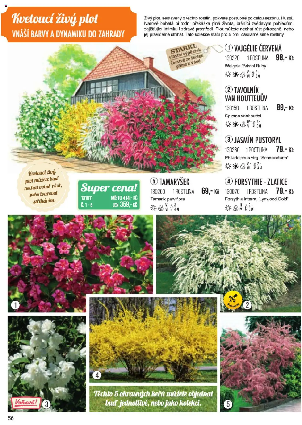 Starkl katalog jaro 2024 od 06.01.2025 | Strana: 56 | Produkty: Barvy