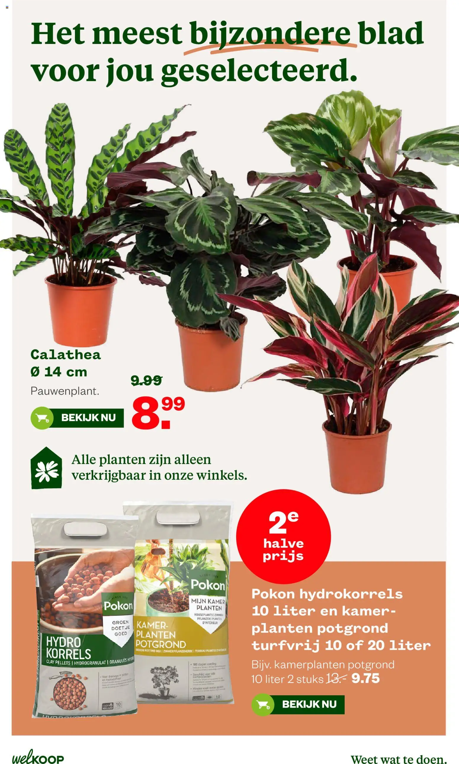 {H1} | Pagina: 8 | Producten: Kamerplanten, Festék