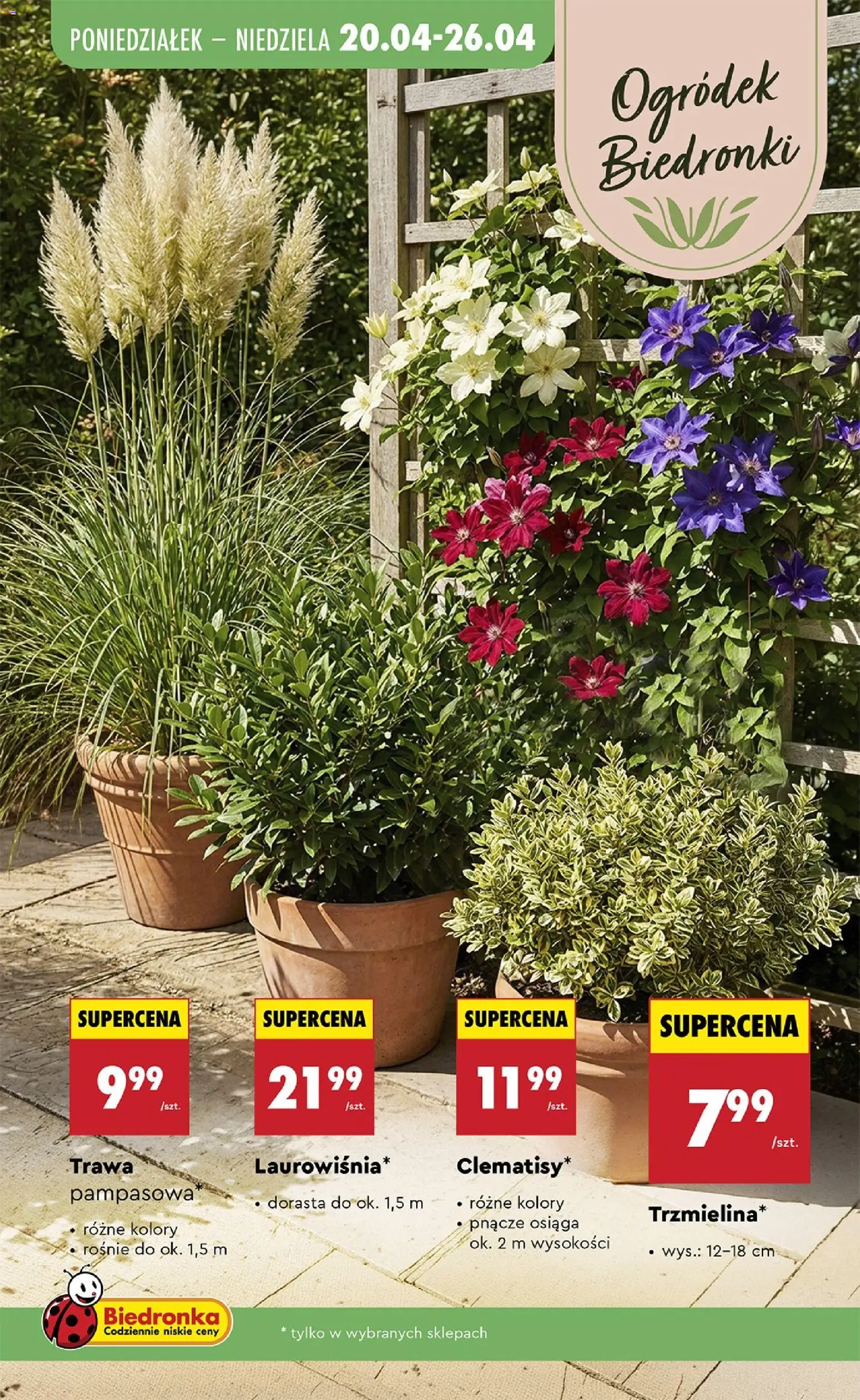 Biedronka gazetka od czwartku od 23.04.2026 | Strona: 91 | Produkty: Trawa pampasowa