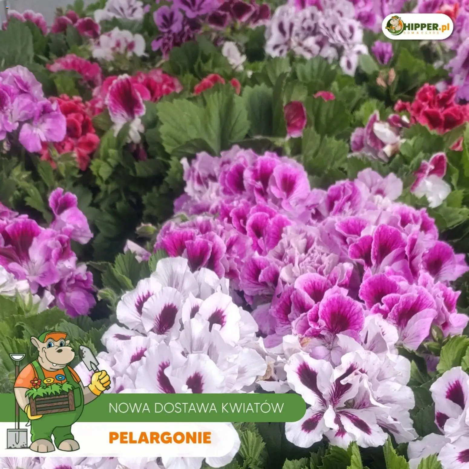 Hipper gazetka od 24.04.2026 | Strona: 9