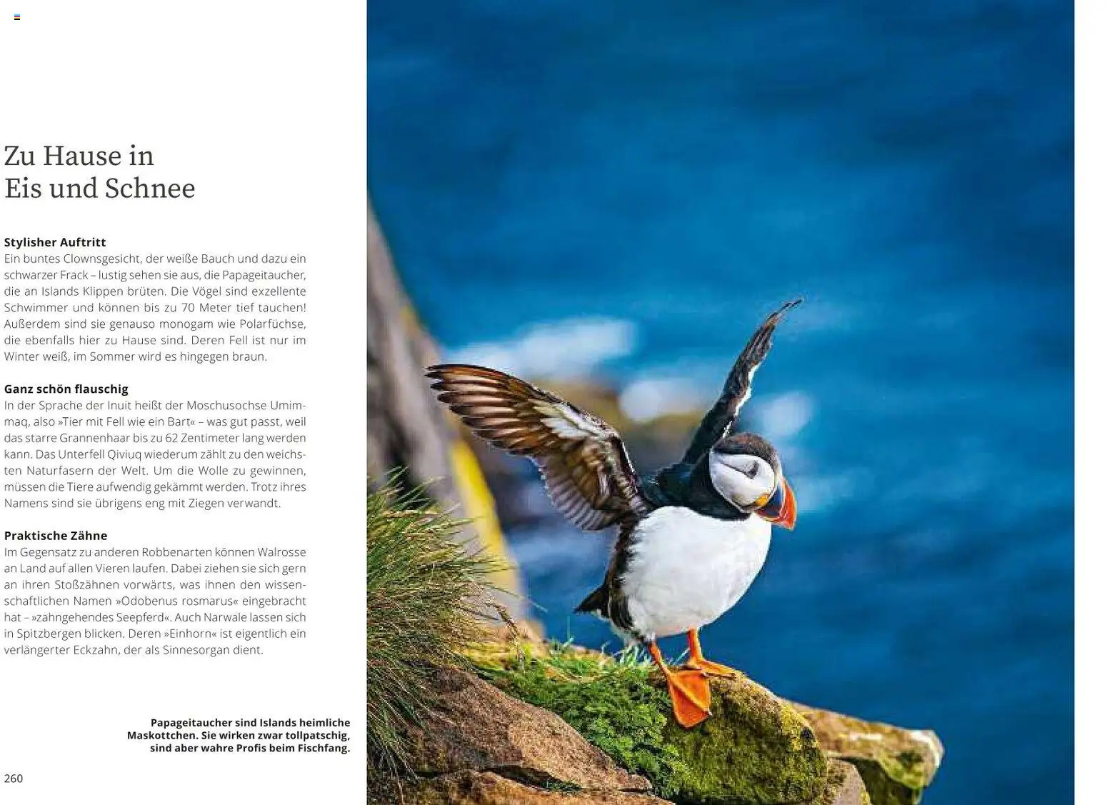 Aida Prospekt 	 – gültig ab 01.10.2026 | Seite: 20 | Produkte: Eis