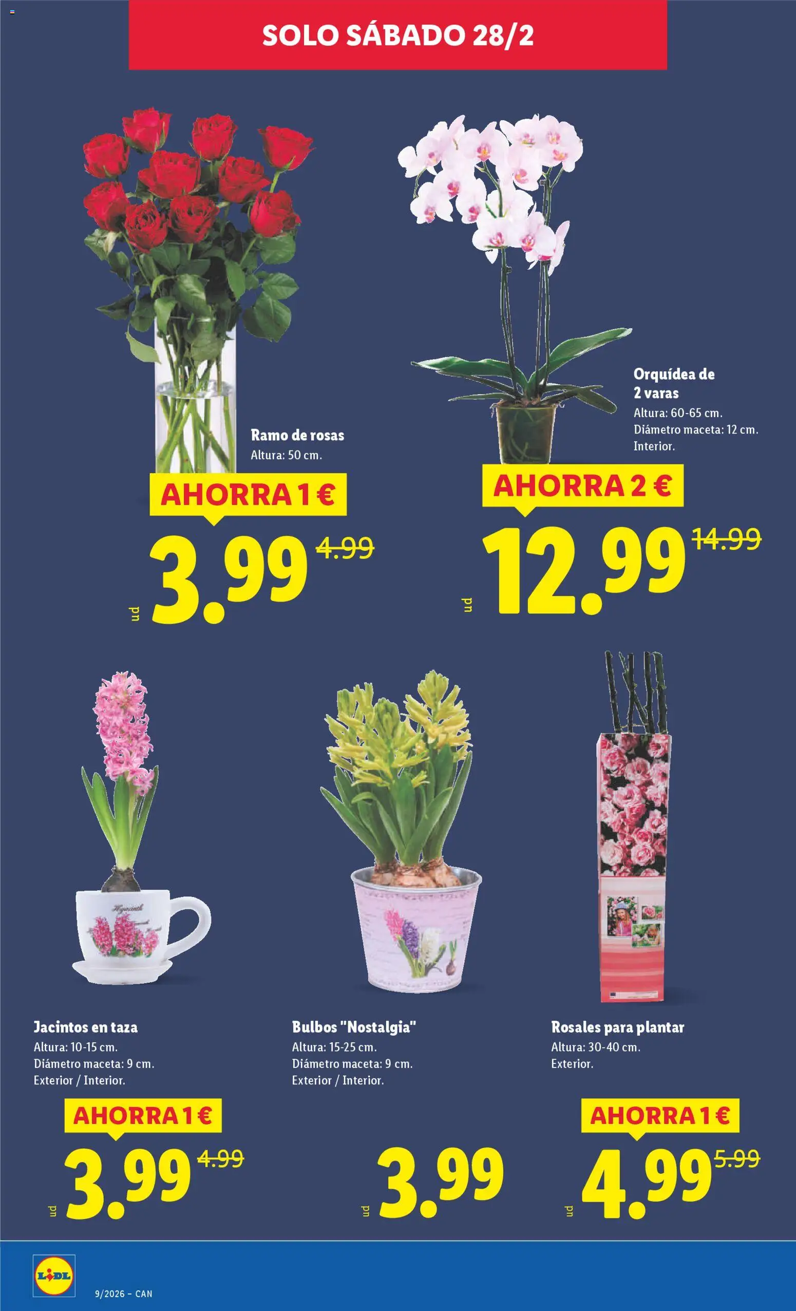 Lidl - Canarias │ válido desde el 23.02.2026 | Página: 42 | Productos: Maceta