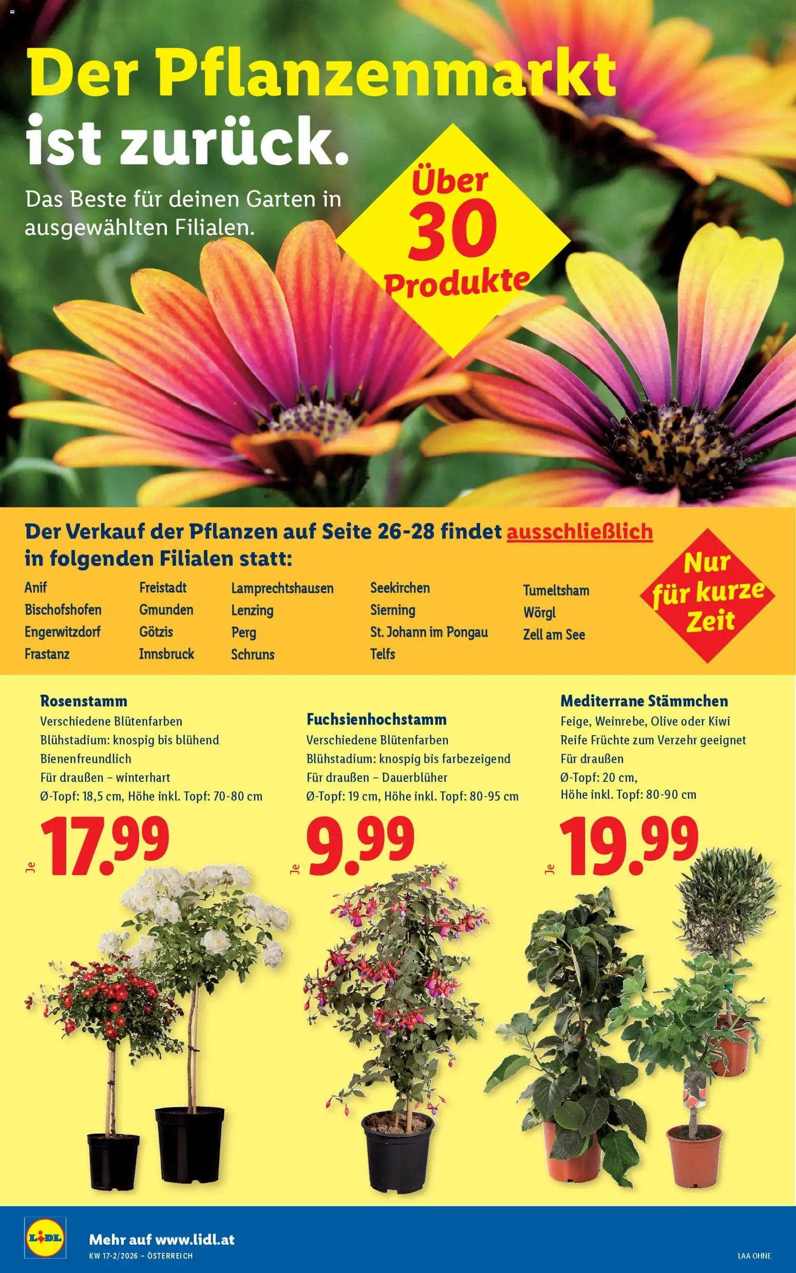 Lidl Flugblatt - Altenmarkt im Pongau, St. Johann im Pongau, Zell am See gültig ab 23.04.2026 | Seite: 28 | Produkte: Kiwi