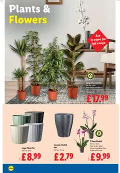 Preview of Lidl - More to value valid from 01.01.2026 | Page: 22 | Products: Pot, Plant pot