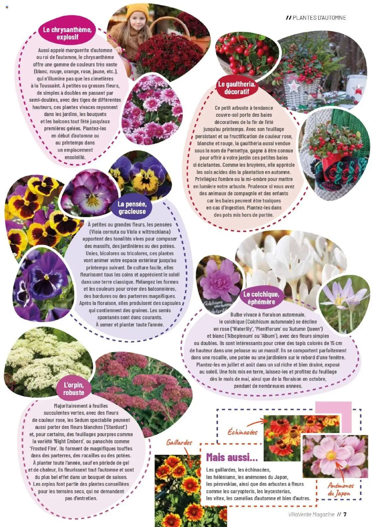 {H1} | Page: 7 | Produits: Plantes, Mais, Chrysanthème, Tapis