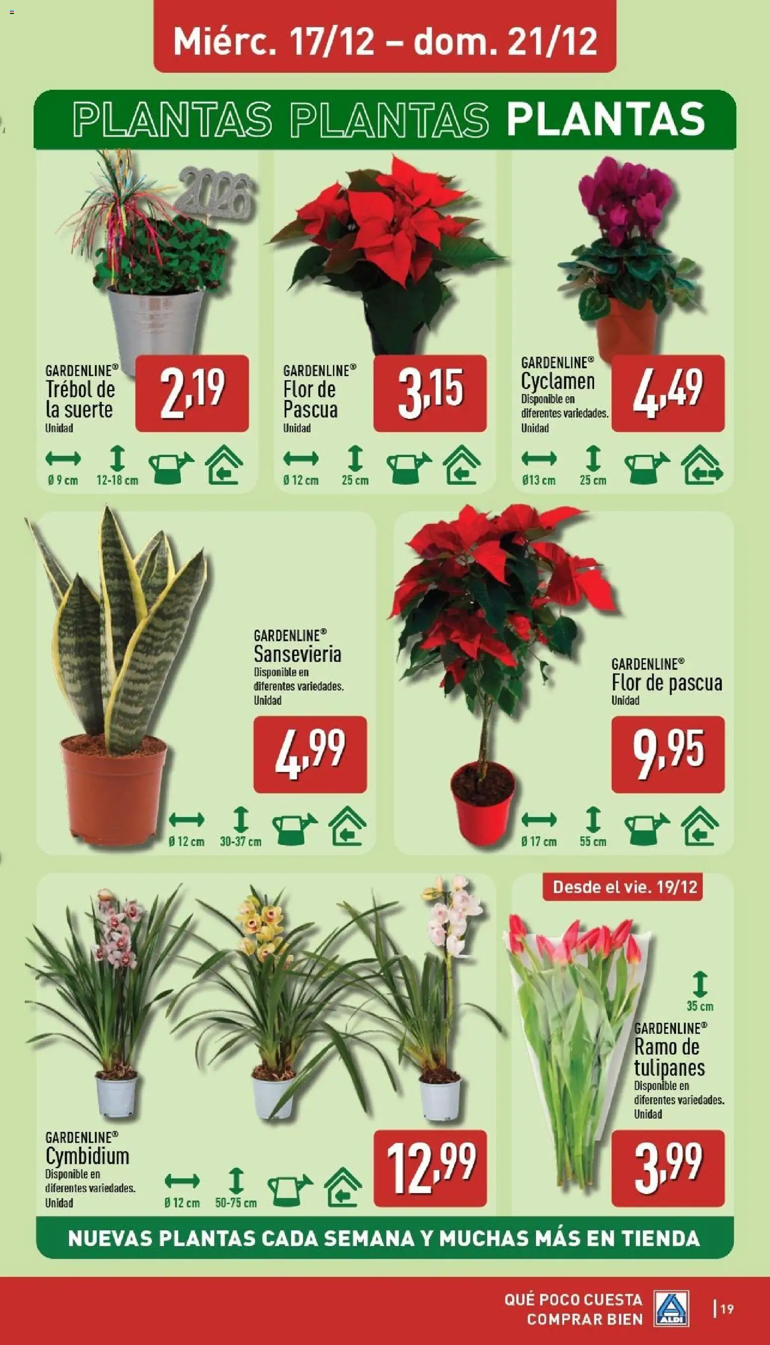 Aldi folleto Baleares │ válido desde el 15.12.2025 | Página: 19