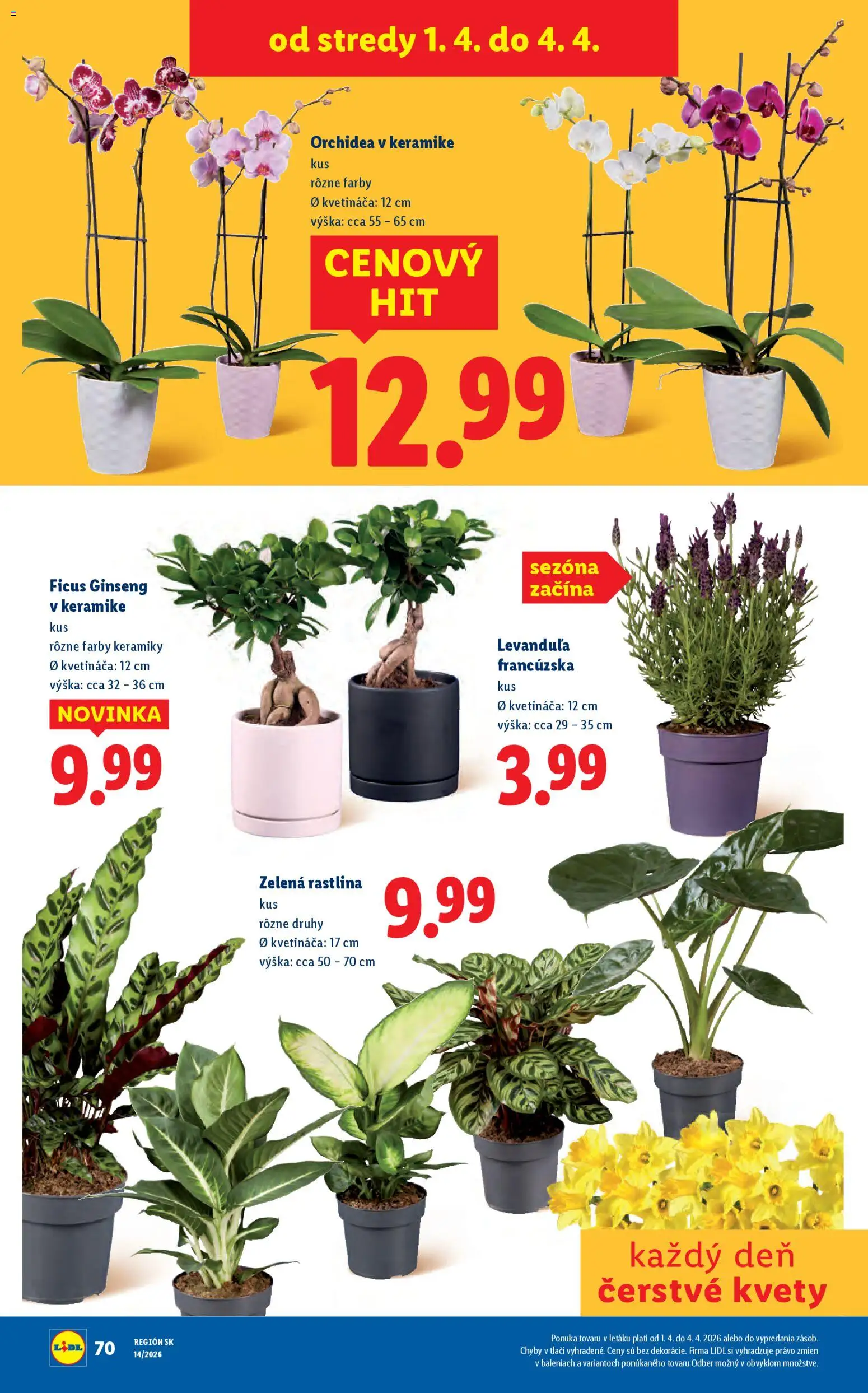 Nové Lidl akcie – leták je platný od 30.03.2026 | Strana: 90 | Produkty: Kvety, Orchidea