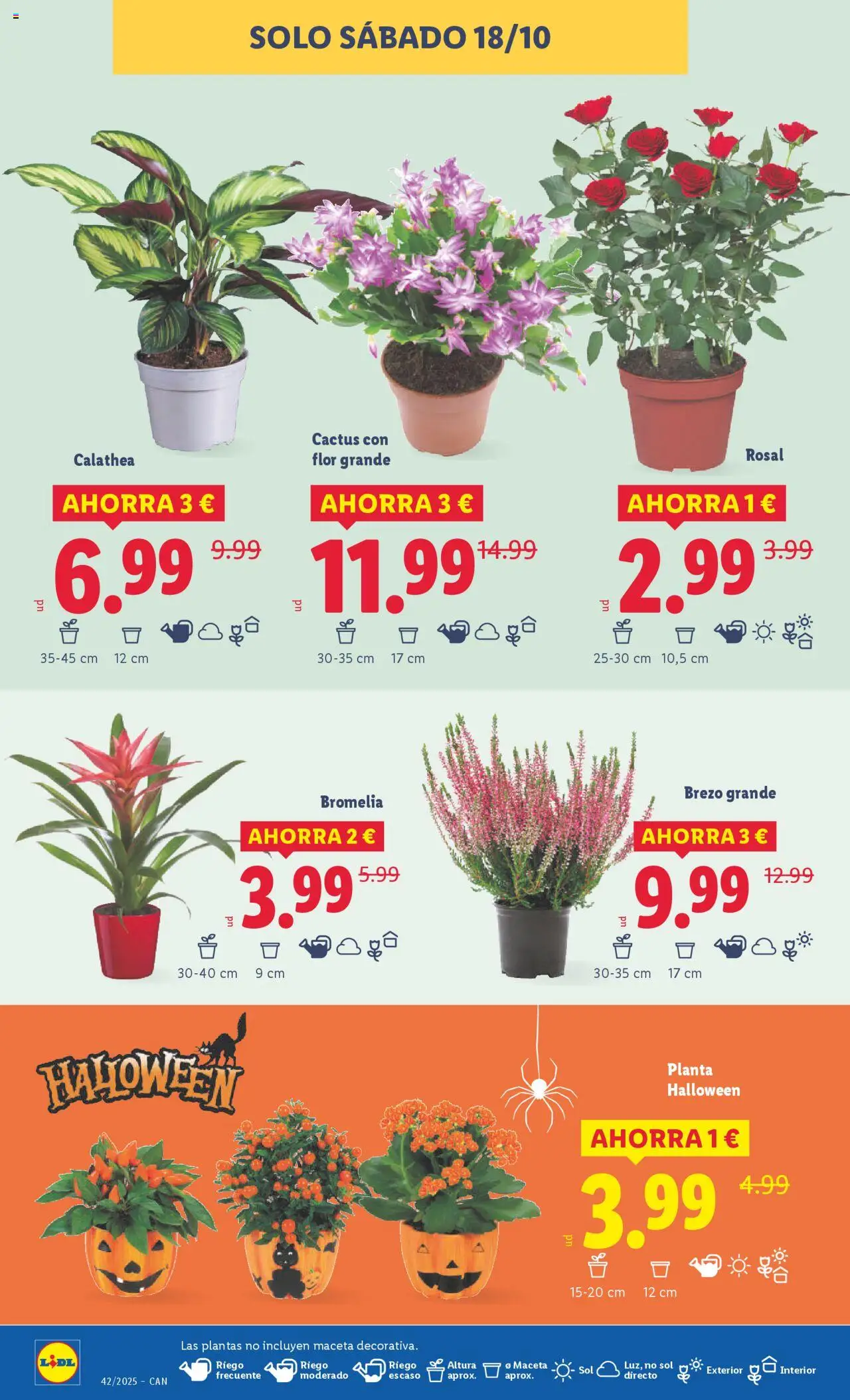 Lidl - Canarias │ válido desde el 13.10.2025 | Página: 42 | Productos: Maceta