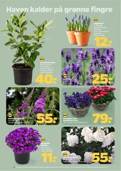 Netto - Tilbudsavis uge 13 gyldig fra 21.03.2026 | Side: 30 | Produkter: Kurv, Cherry, Krukke, Butterfly