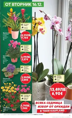 Преглед на Кауфланд брошура - Дебют на софийската сцена - Офертите са валидни от 17.12.2025 | Страница: 9 | Продукти: Орхидея, Роза