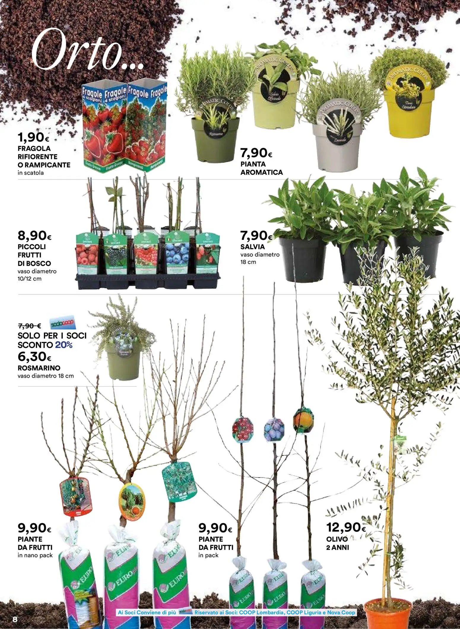 Volantino Ipercoop del 26.02.2026 | Pagina: 8 | Prodotti: Rosmarino, Fragole, Scatola, Vaso