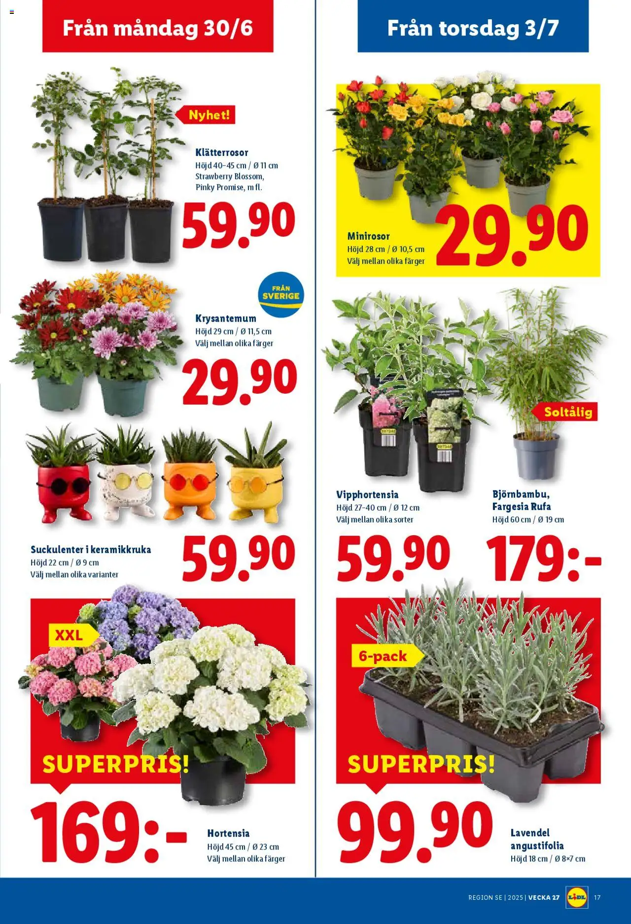 Lidl reklamblad aktuell från 30.06.2025 | Sida: 21 | Produkter: Keramikkruka, Lavendel