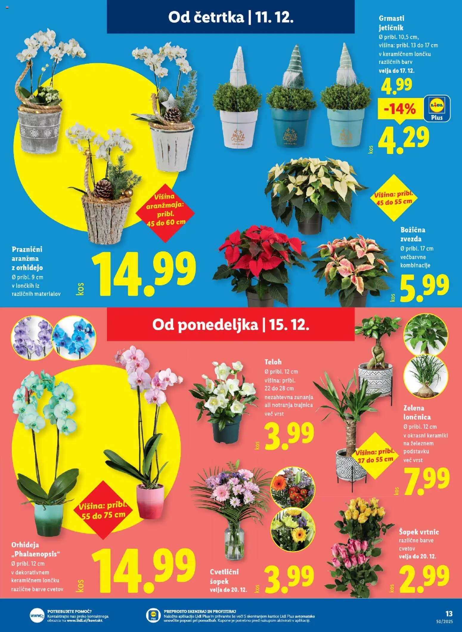 Novi Lidl katalog ponudbe – veljaven od 11.12.2025 | Stran: 21 | Izdelki: Šopek, Zelena